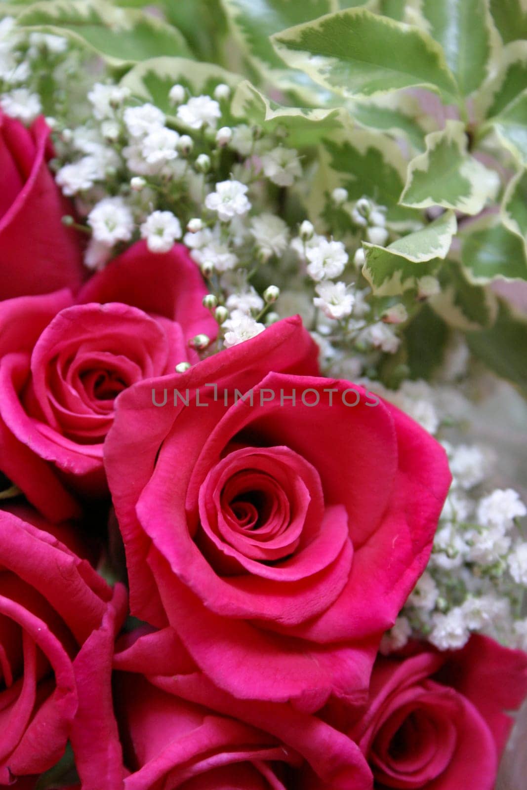 Pink Roses
