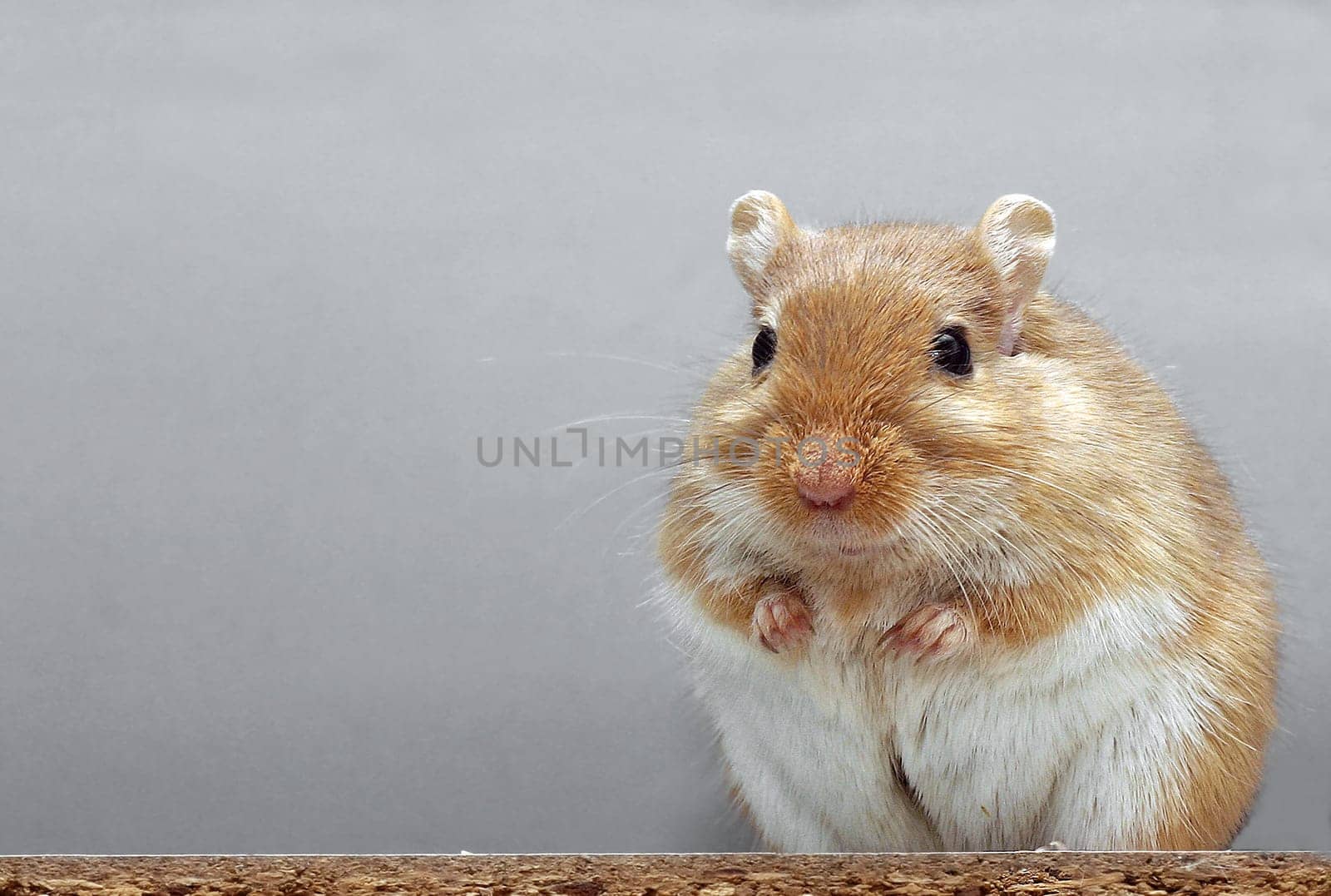 Gerbil portrait