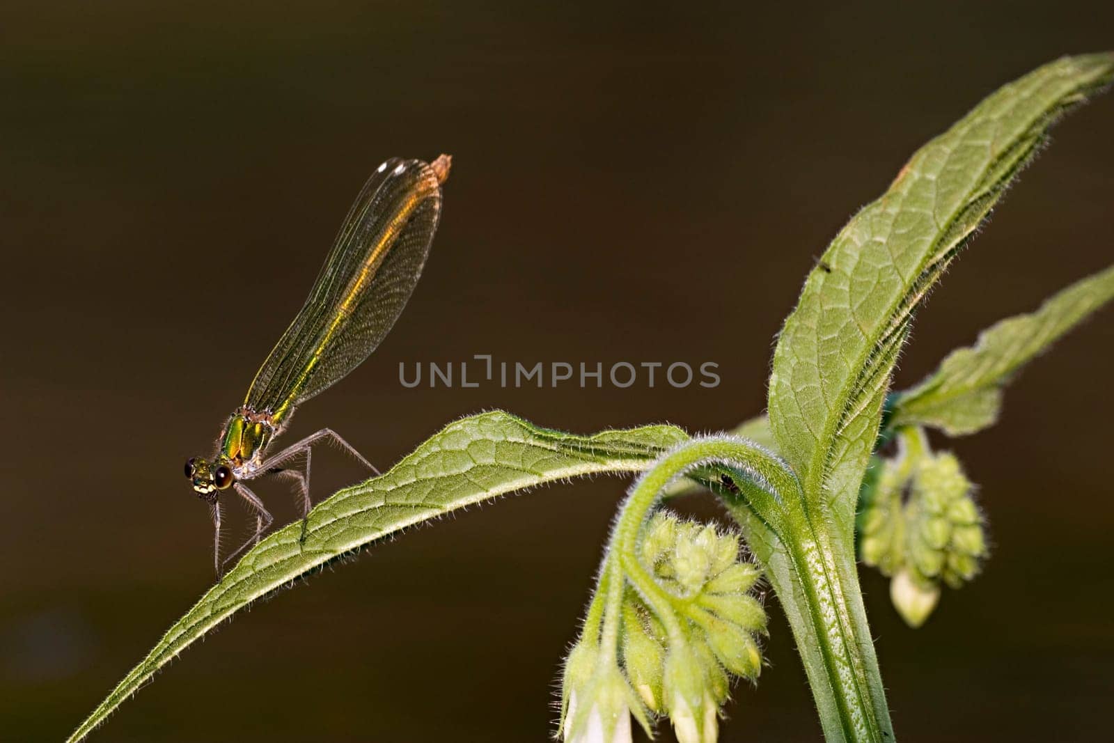 banded dragonfly,female