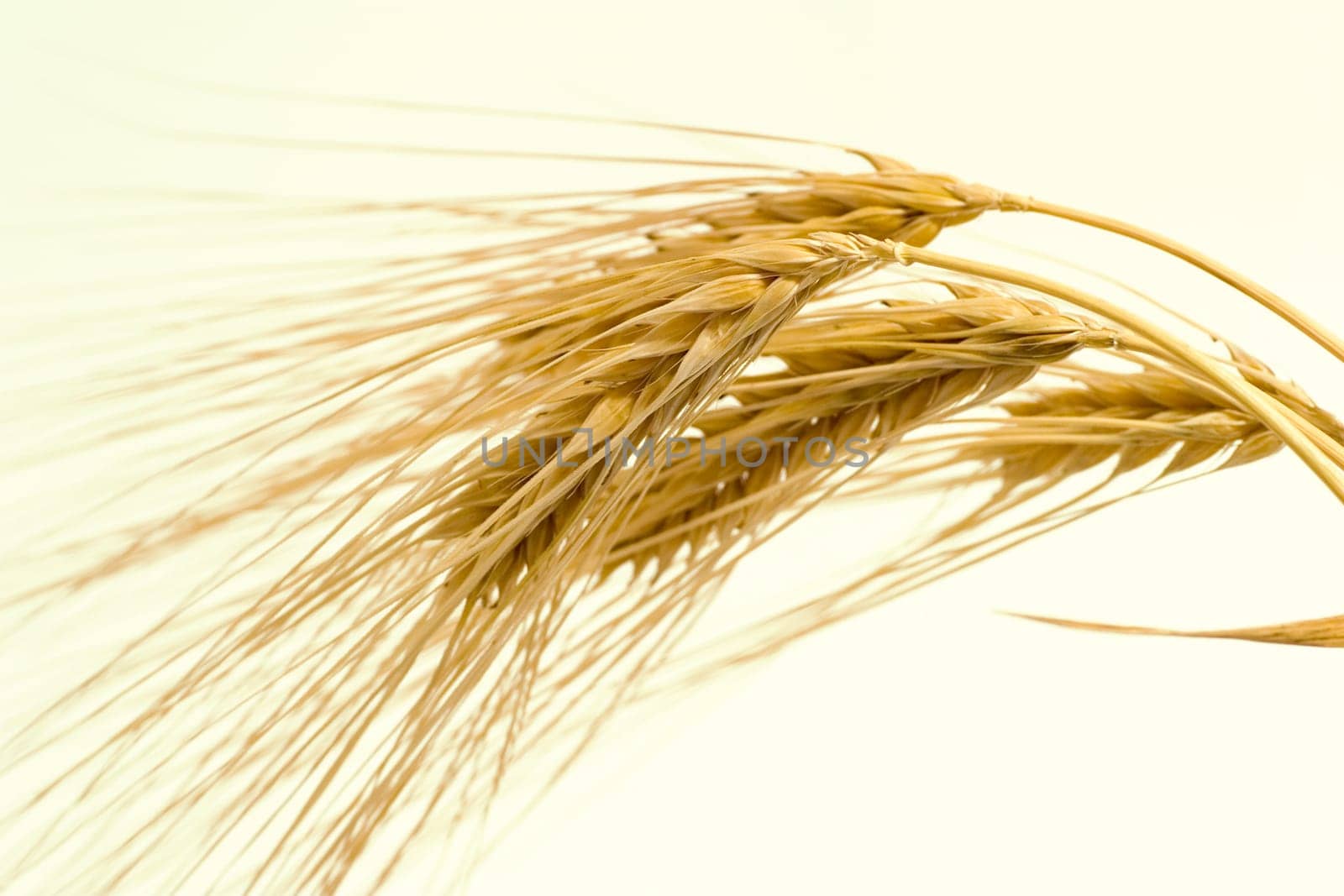 Barley