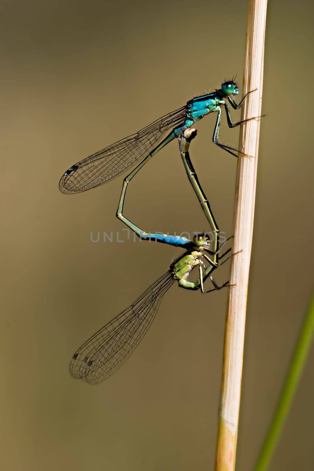 small pitch dragonfly,mating wheel