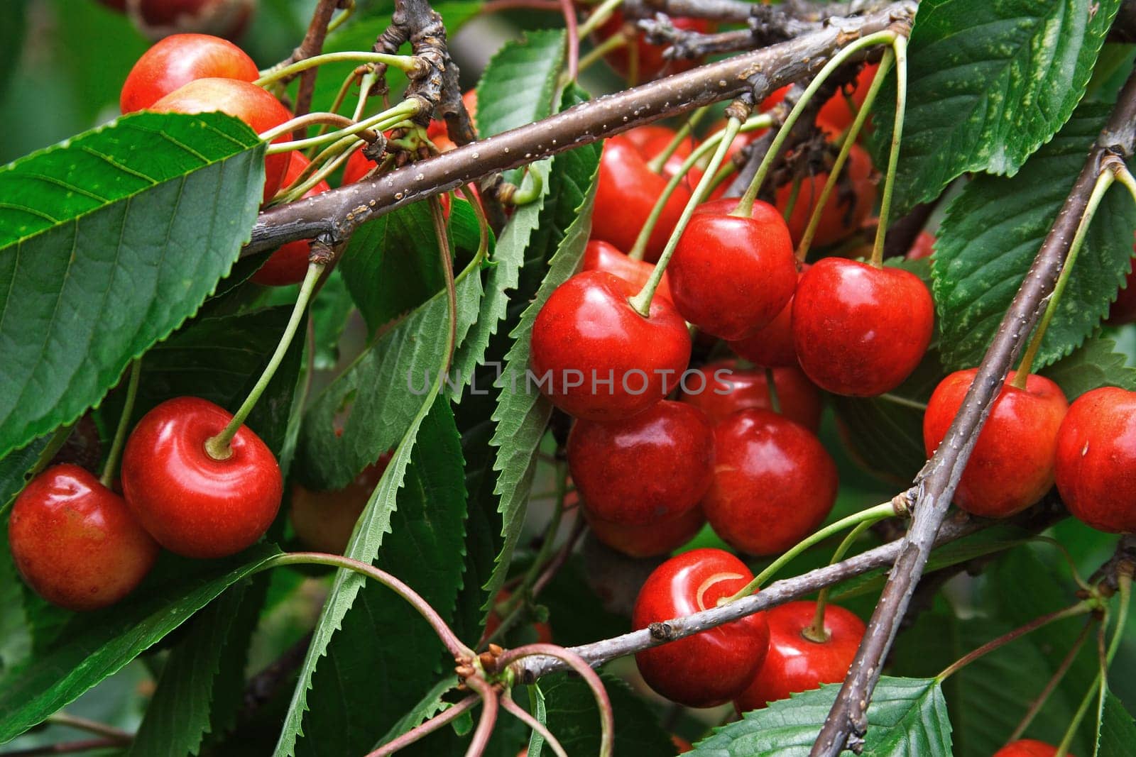 Cherries