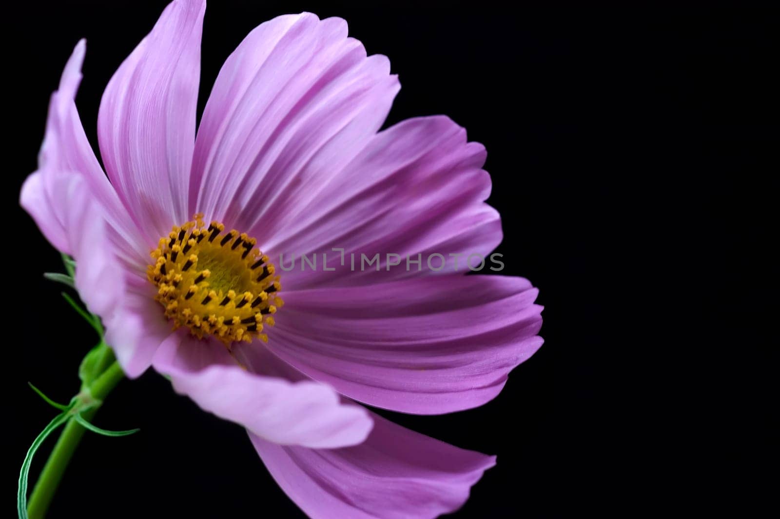 Violet Blossom 01