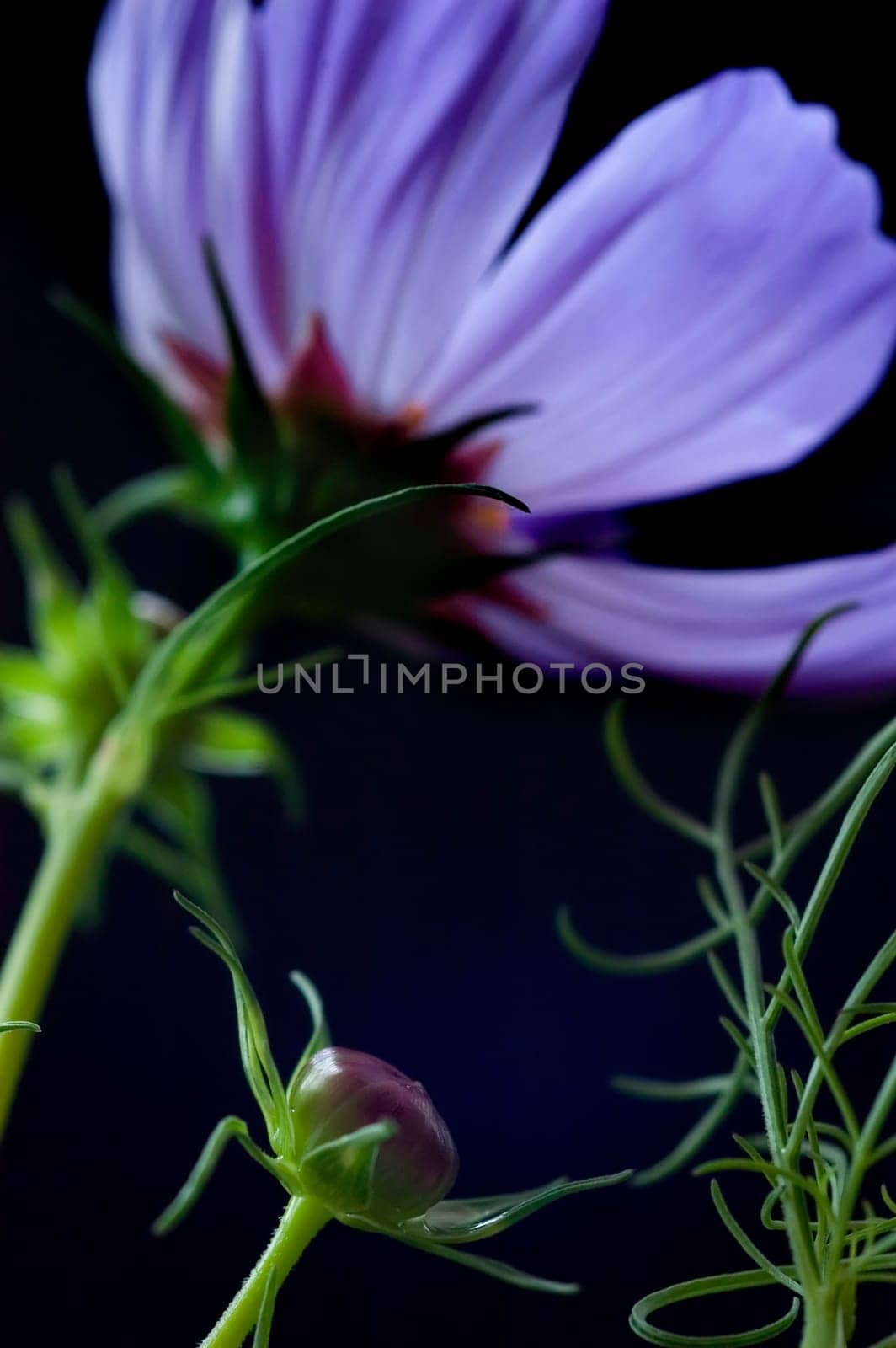 Violet Blossom 03