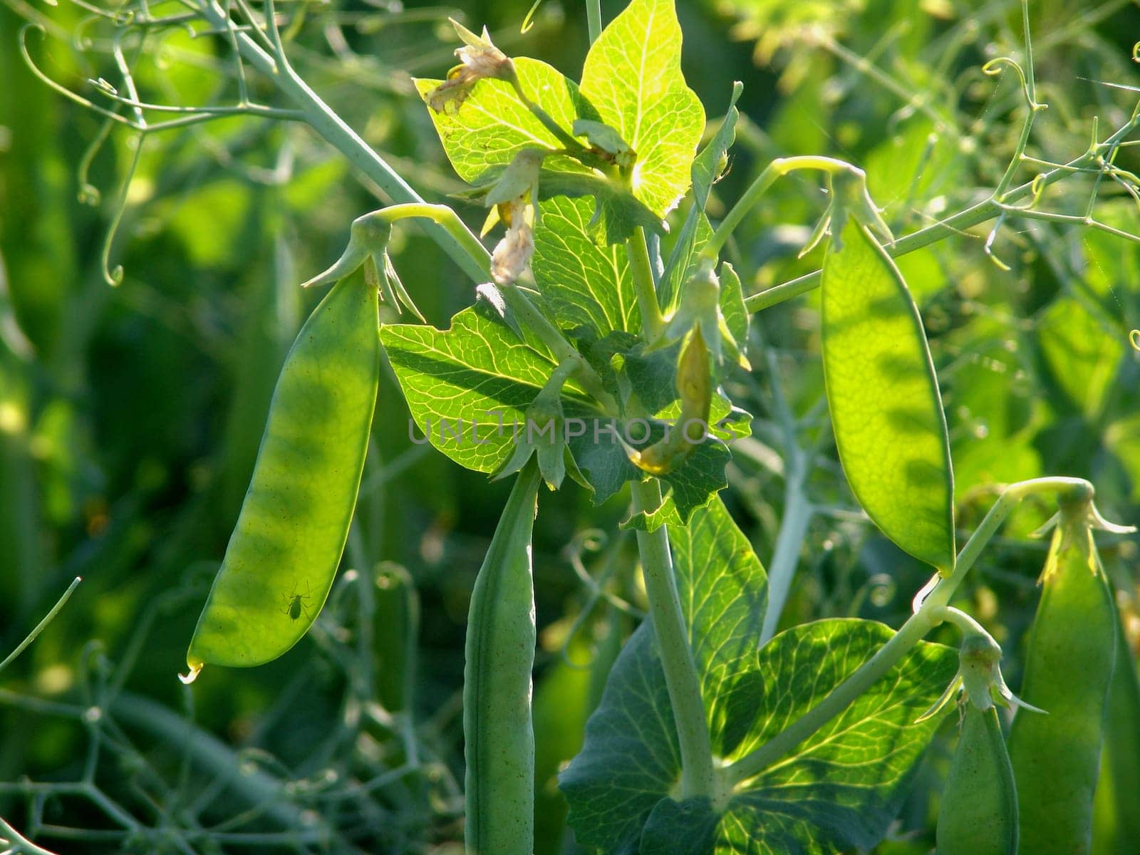 Peas