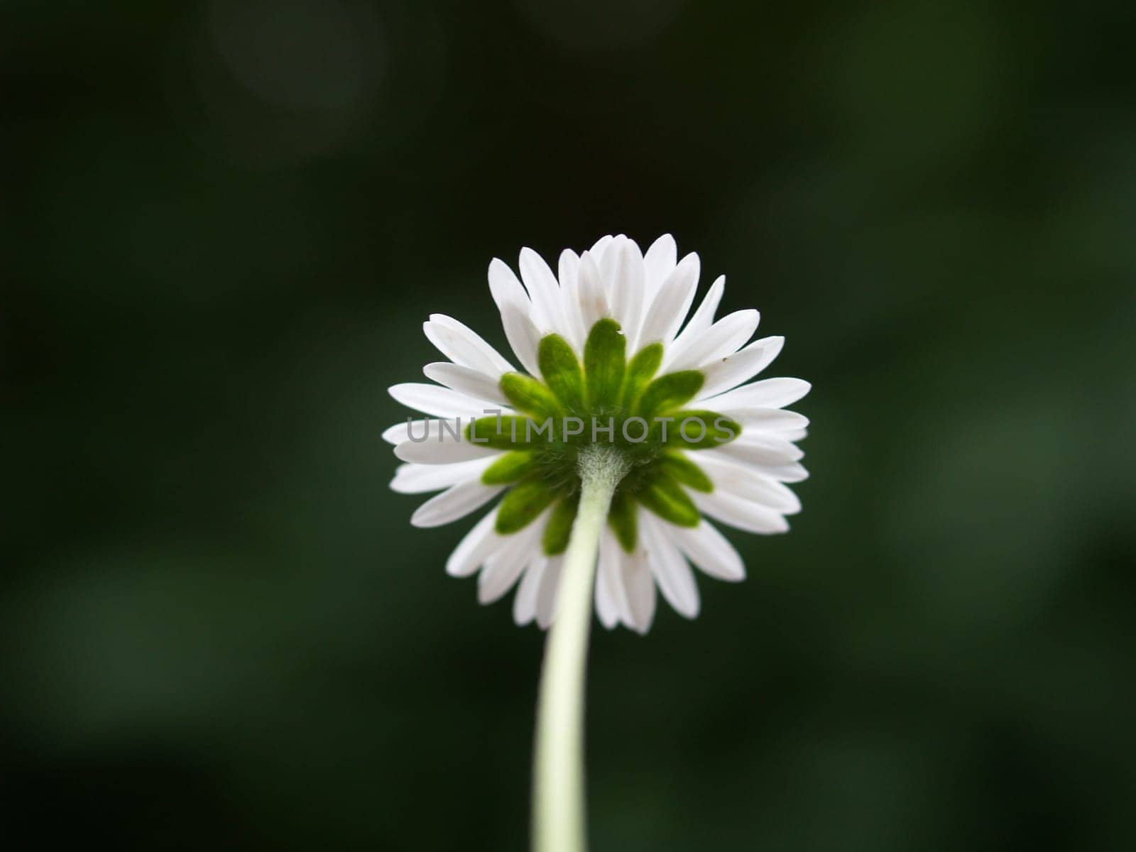 Daisy
