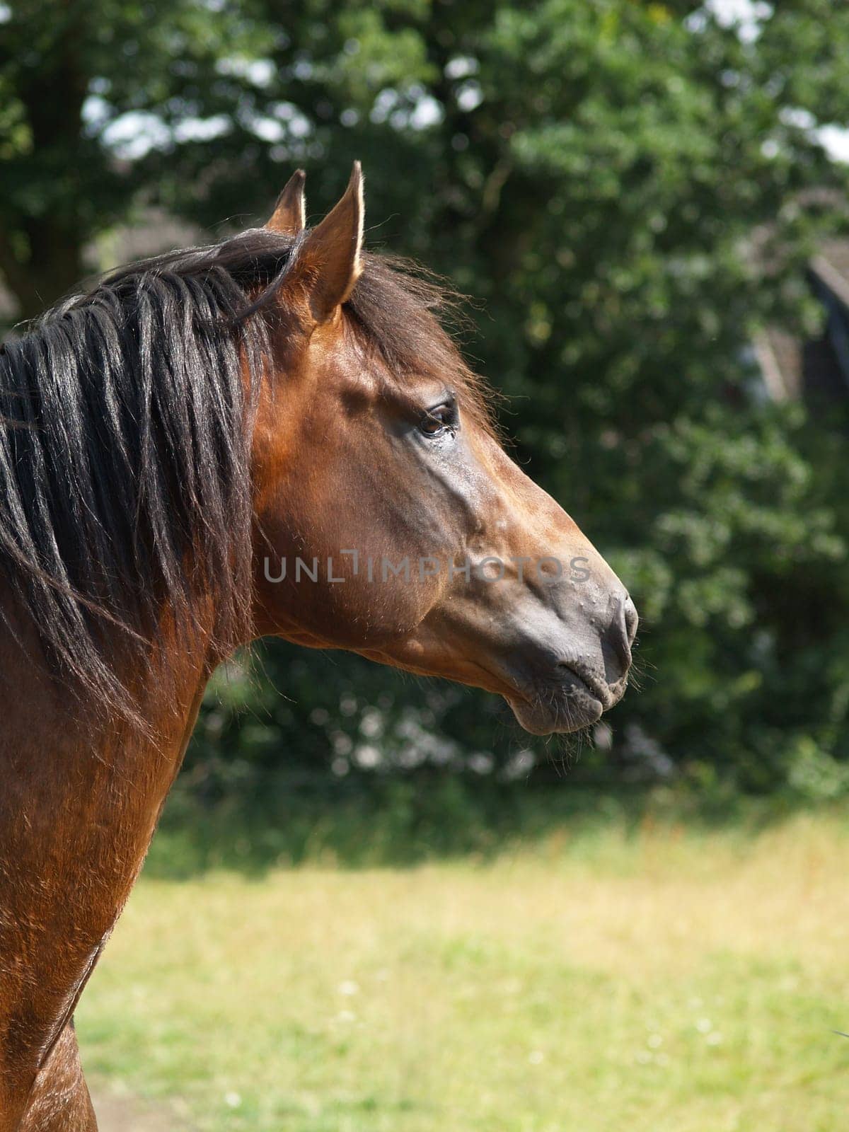 PRE-Stallion