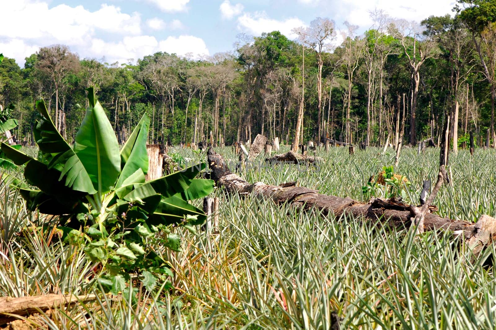 Pineapple plantations on cleared forest areas in the Amazon rainforest Brazil