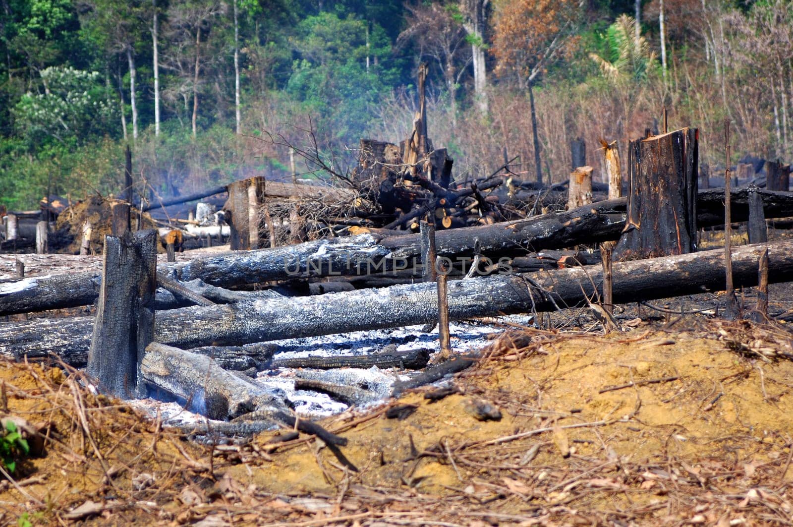 Slash-and-burn agriculture in the Amazon rainforest Brazil