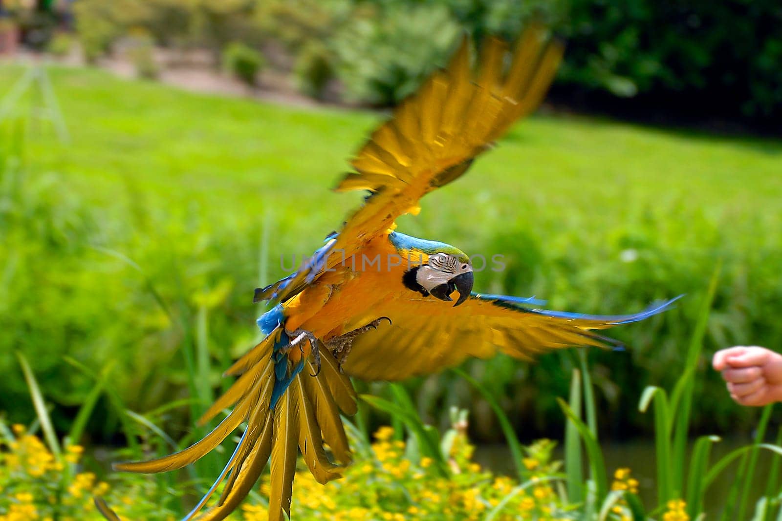 At hand (right): I think that since it is not a normal glide and the macaw is just landing,I need a reference point in the picture where you can see what it wants to land on.