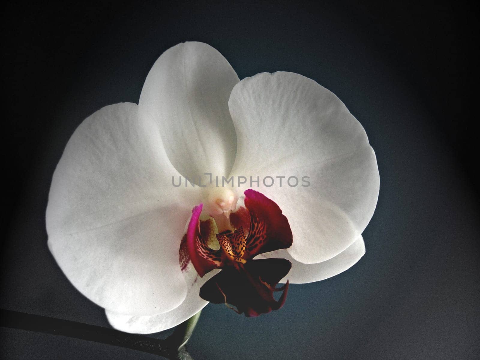 Orchid