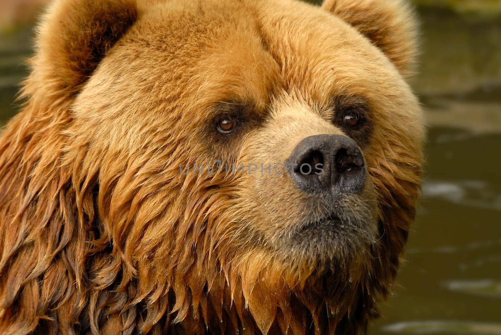 Brown bear "Buffy"" from the Hagenbecks Zoo"