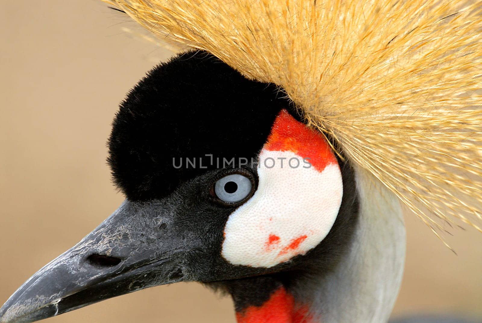 Crowned crane