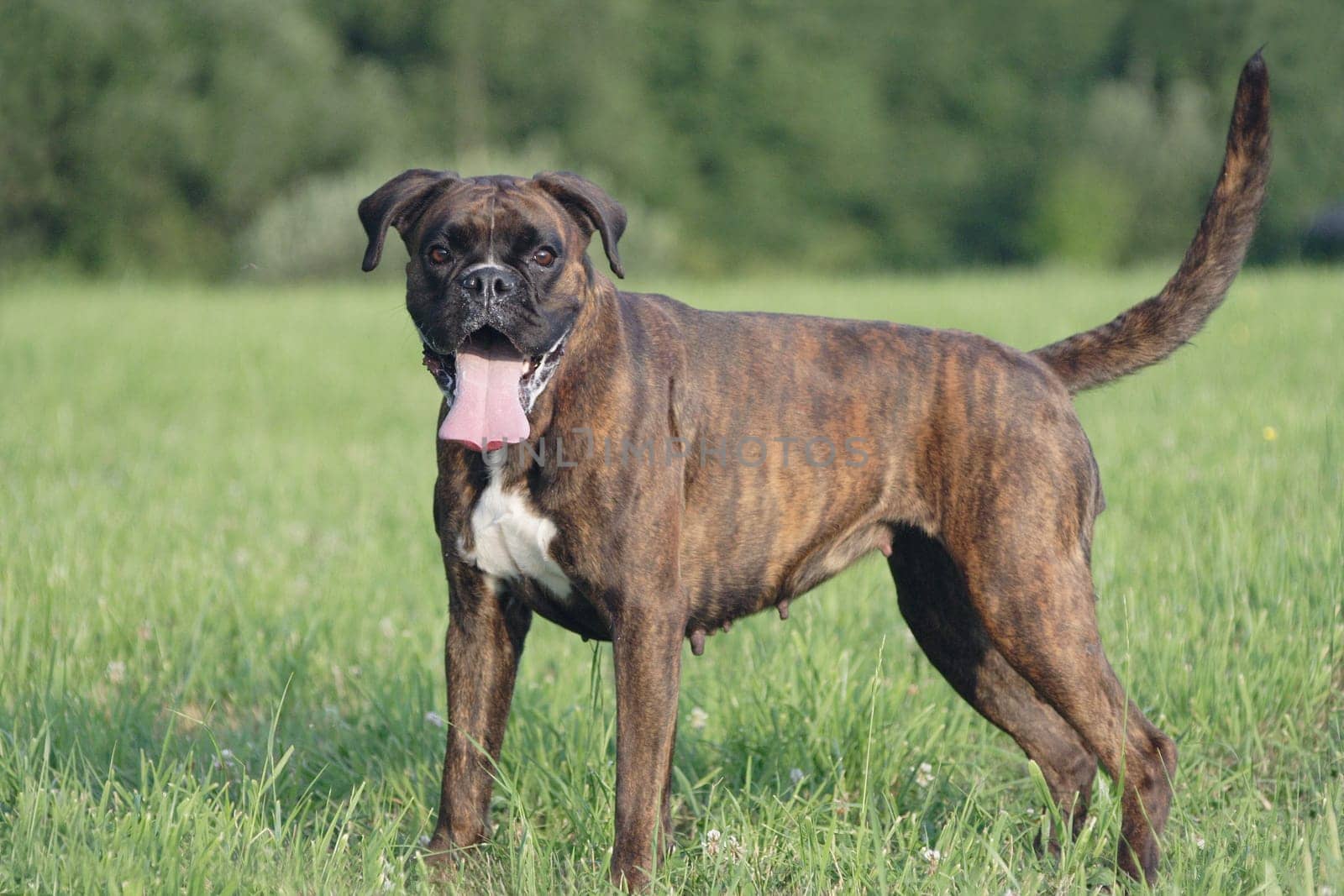 Boxer stands in front of forest on meadow