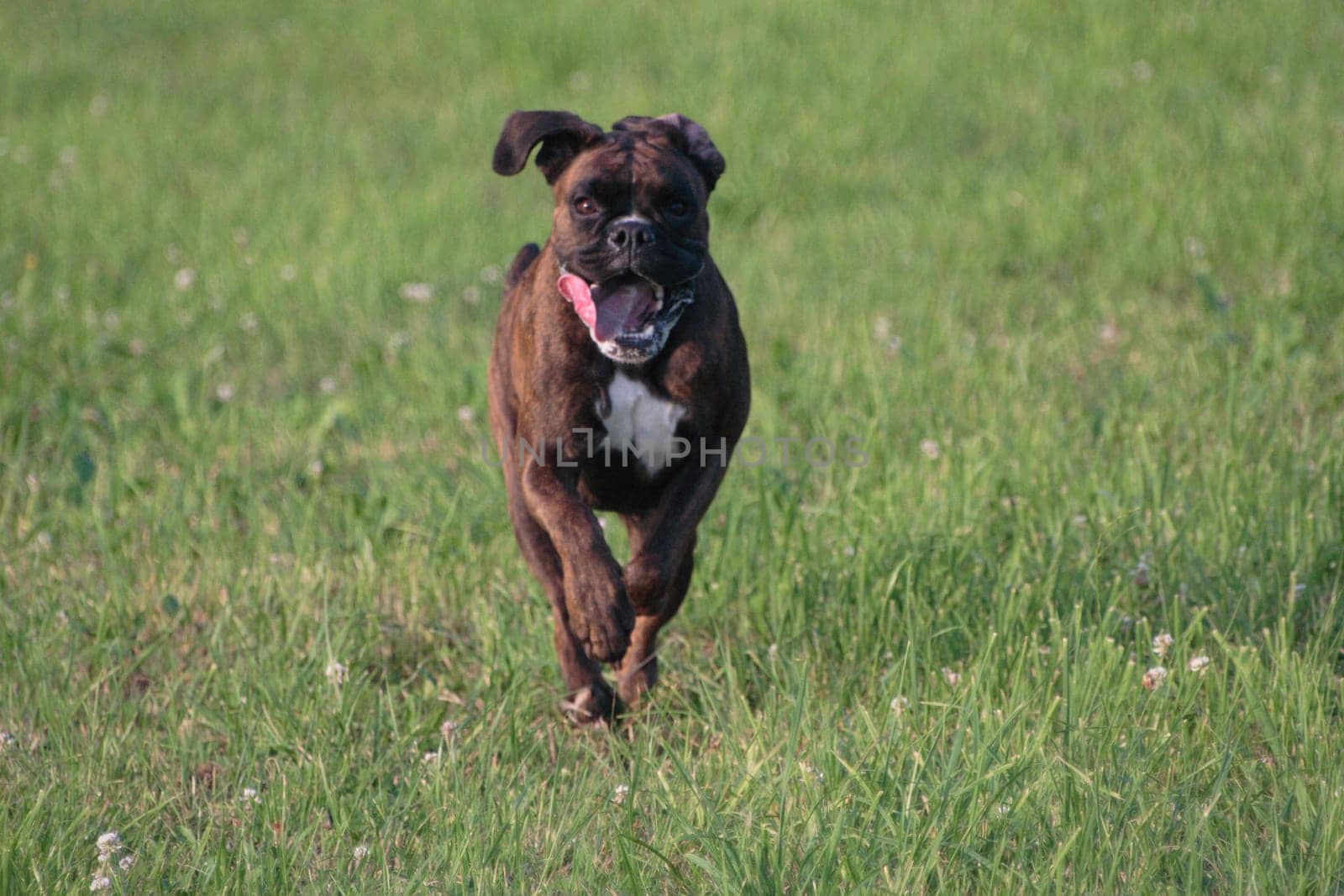 Boxer running over meadow