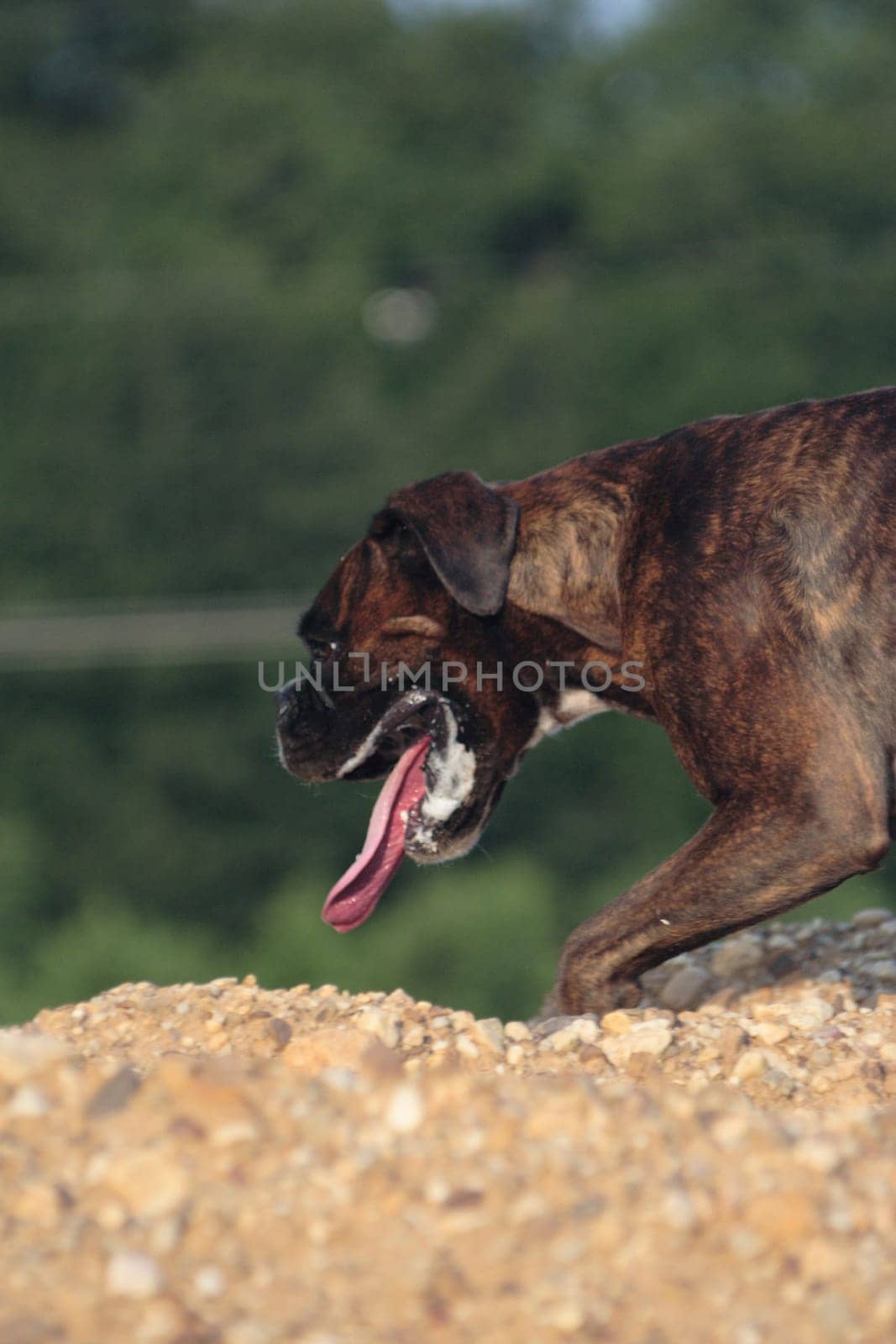 Boxer pursues trail on mound of earth