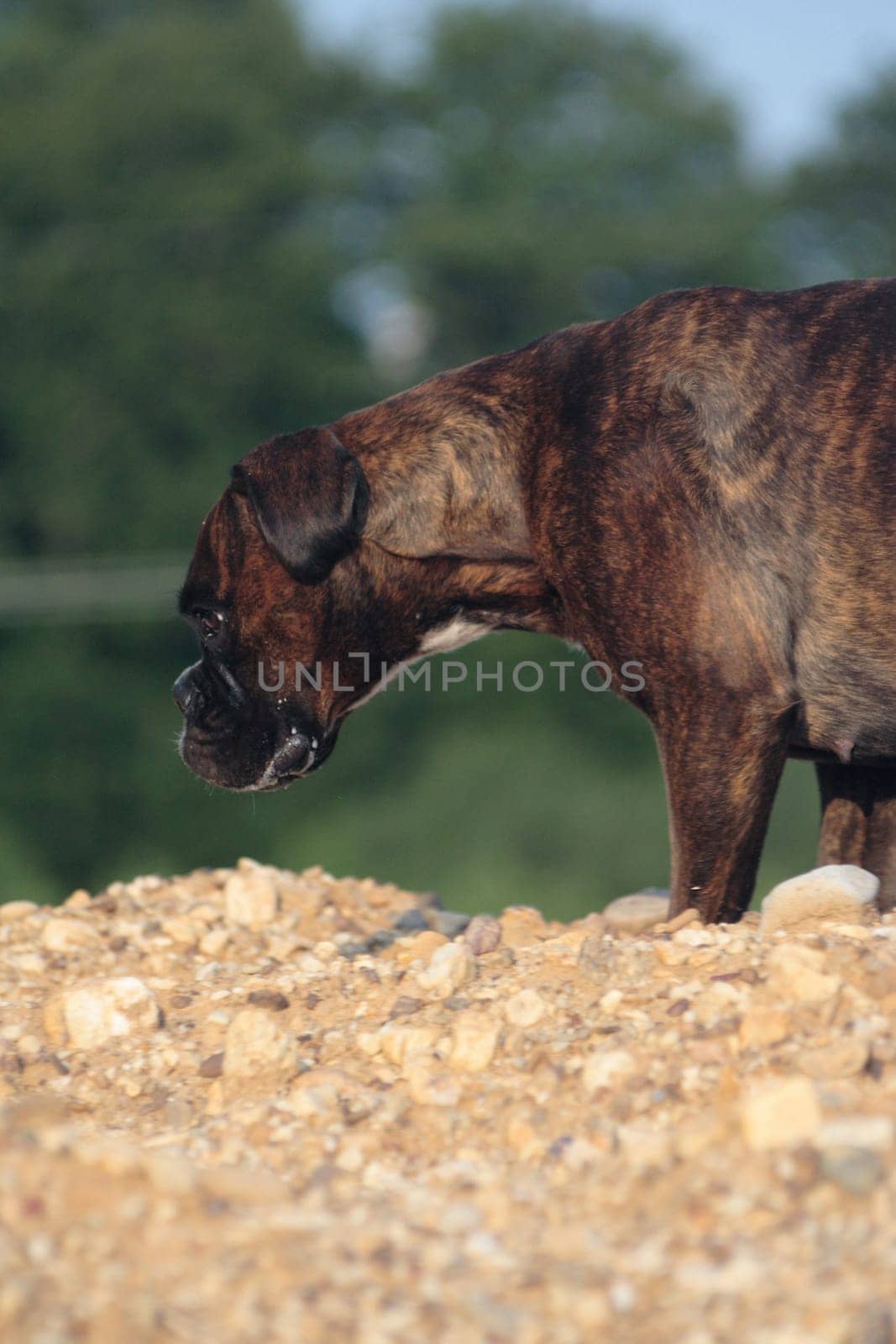 Boxer pursues trail on mound of earth