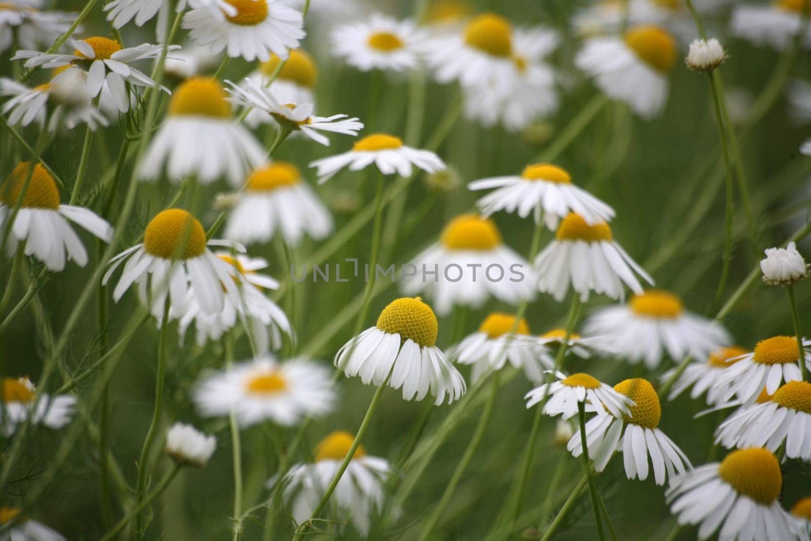 Chamomile in a meadow
