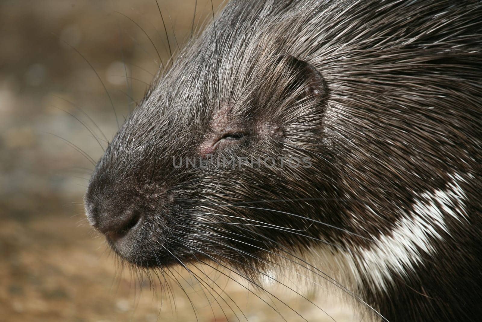 Common porcupine (Hystrix cristata)