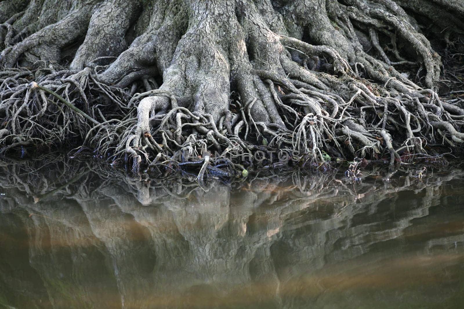 Mighty deciduous tree on the shore of a lake