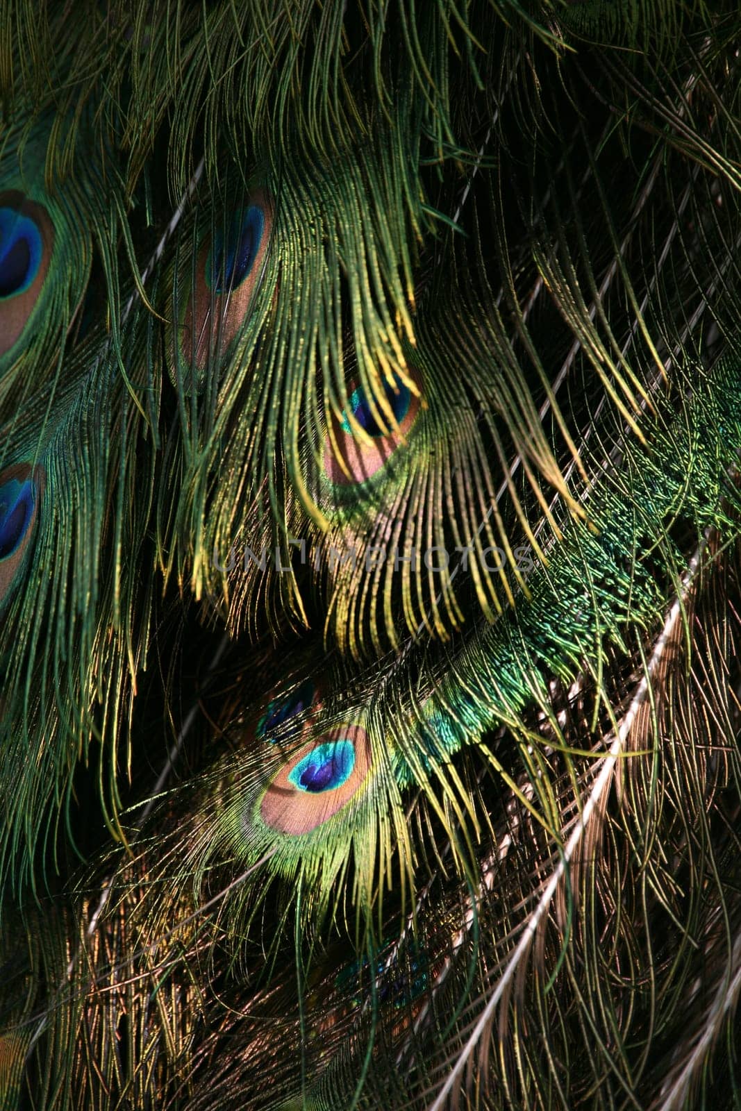 Pavo cristatus