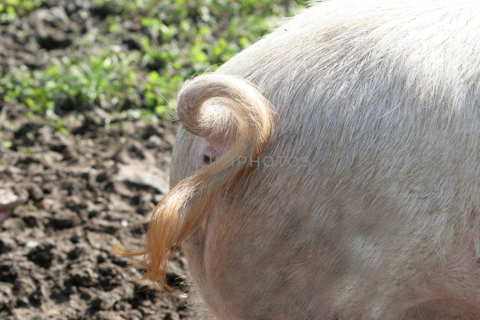 Ringed tail