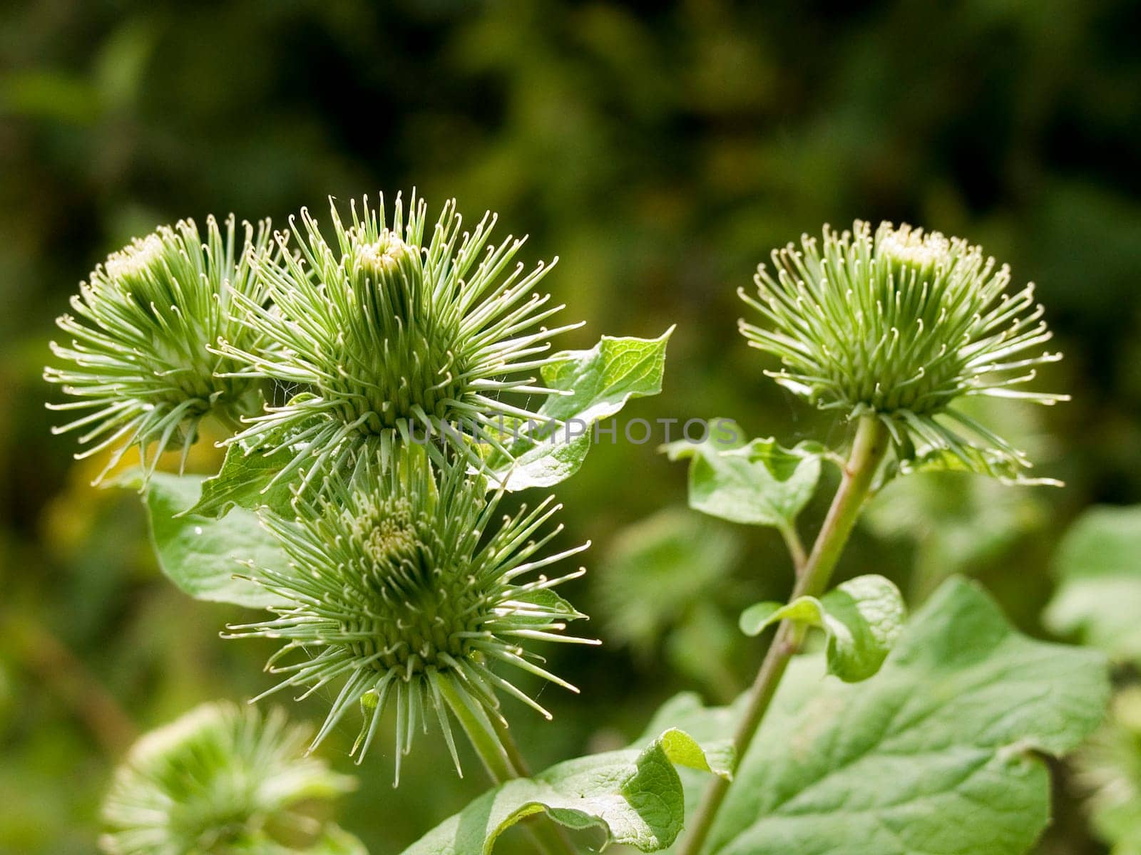 Burdock