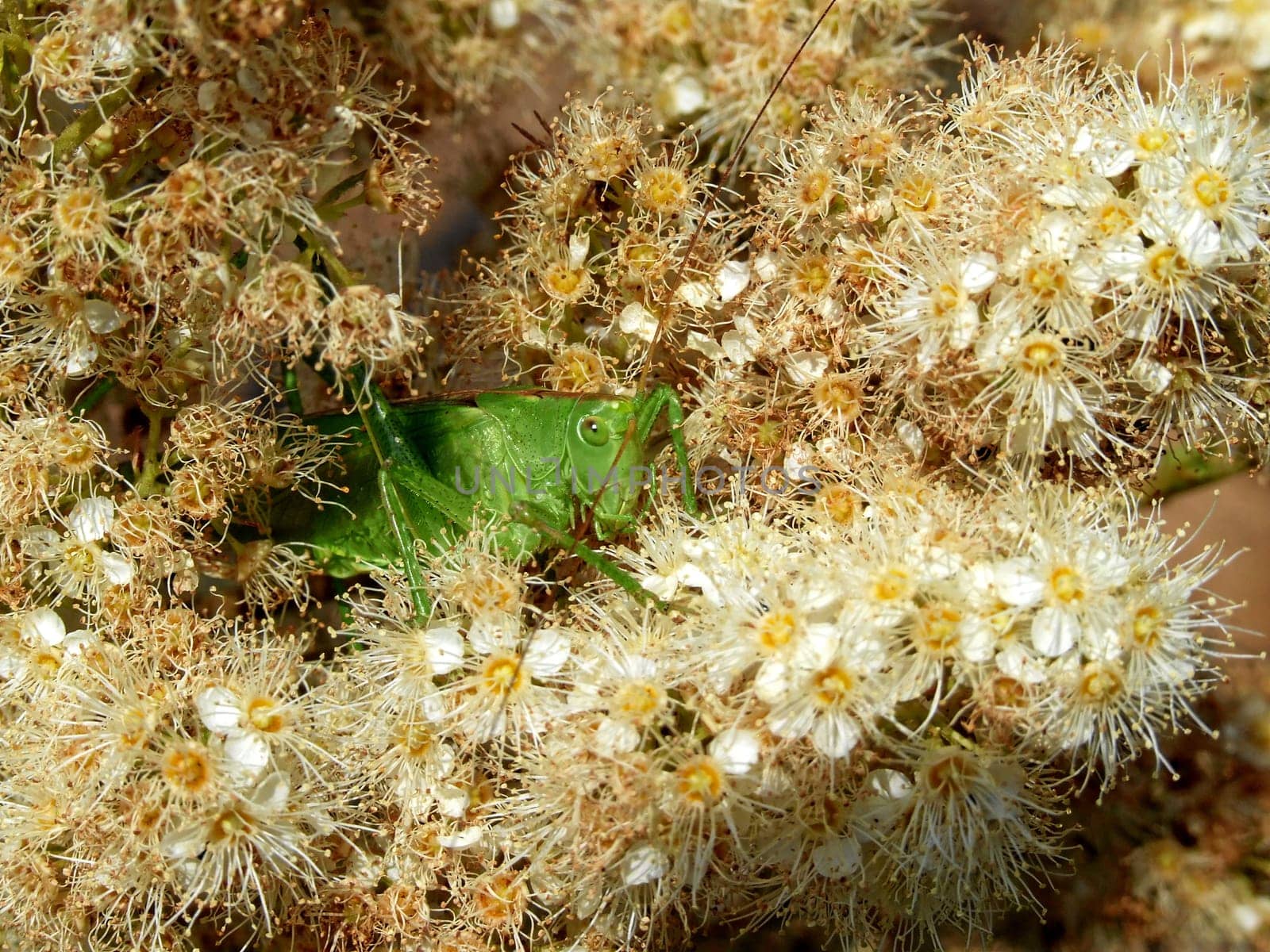 Large hayhorse in a sea of flowers