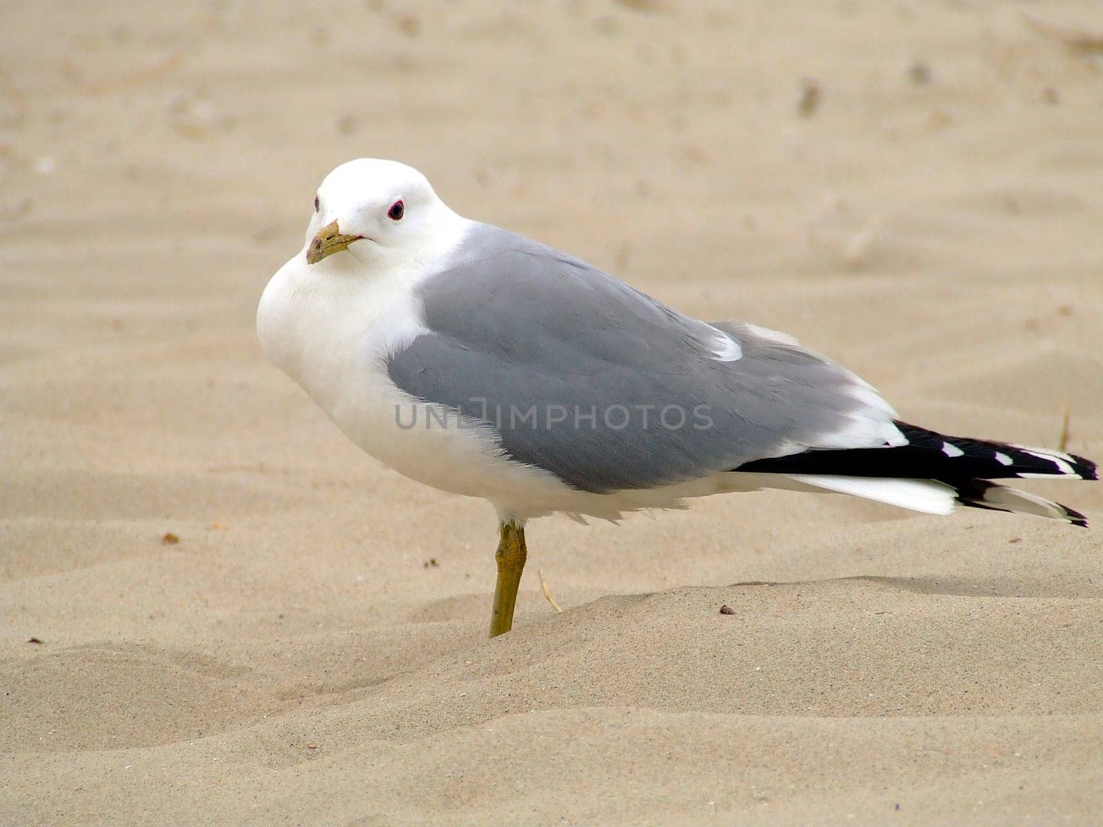 Gull