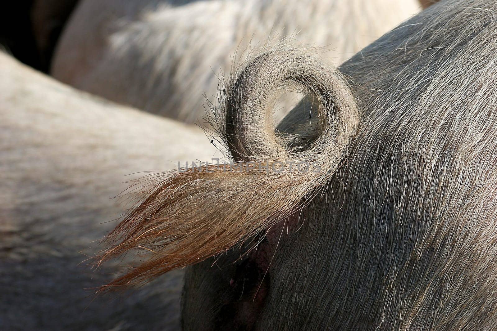 Ringed tail