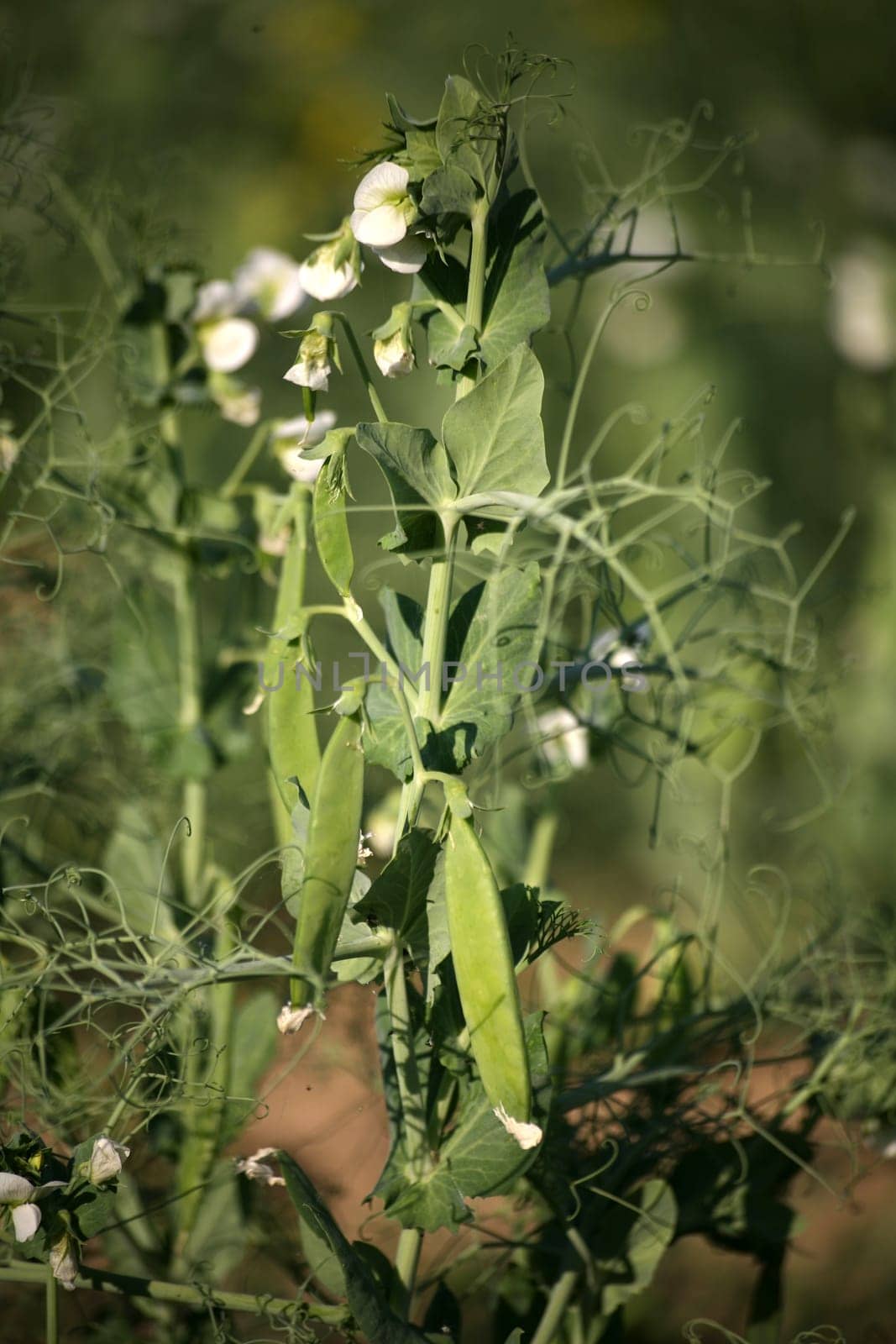Field with vegetable peas