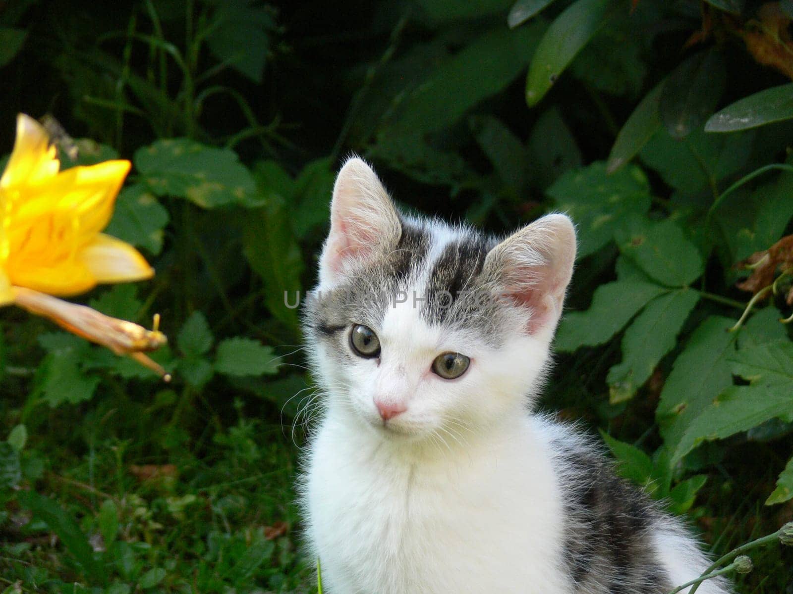 The curious Buffy