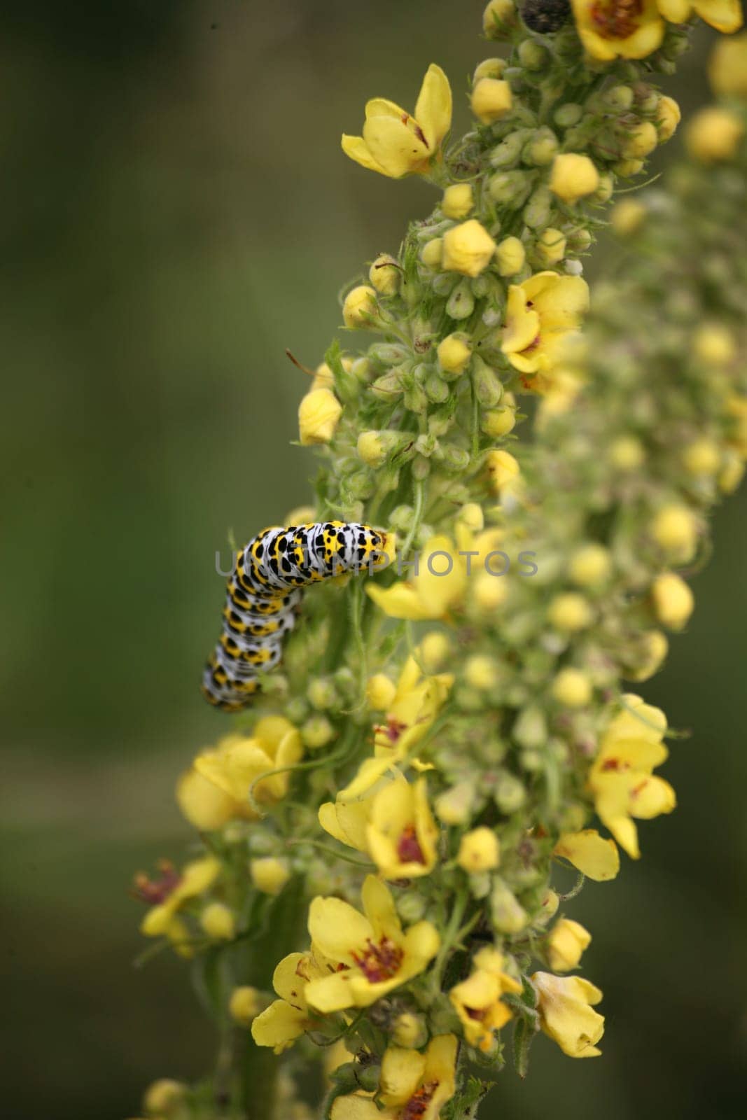 Caterpillar of the mullein monk,an inconspicuous moth