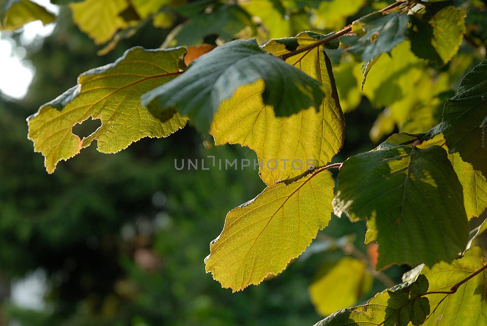Hazelnut leaves in backlight