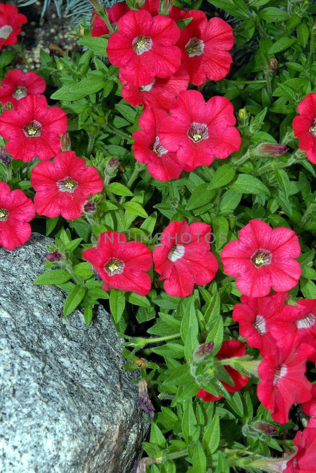 Rockery