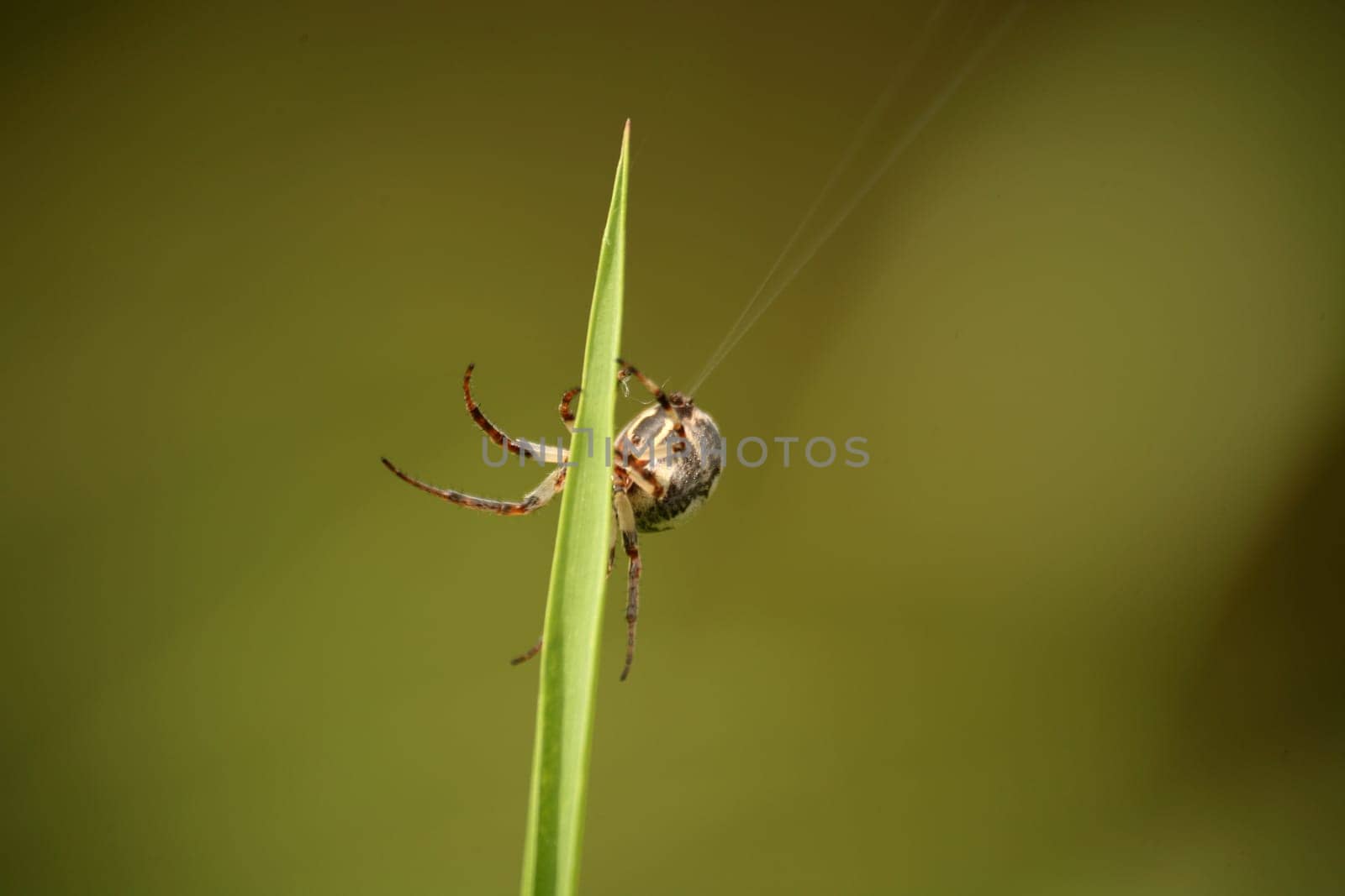 Cross spider on a blade of grass at work (the production of a spinning thread)