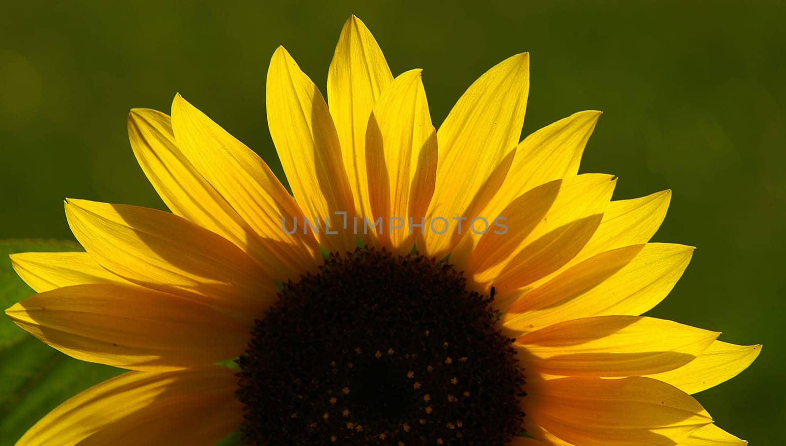 When the sunflowers start to bloom,it's always half-time for me! Half a year is over and the second half usually goes by even faster.....!