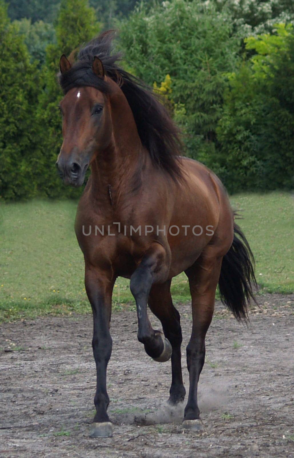 Gallop