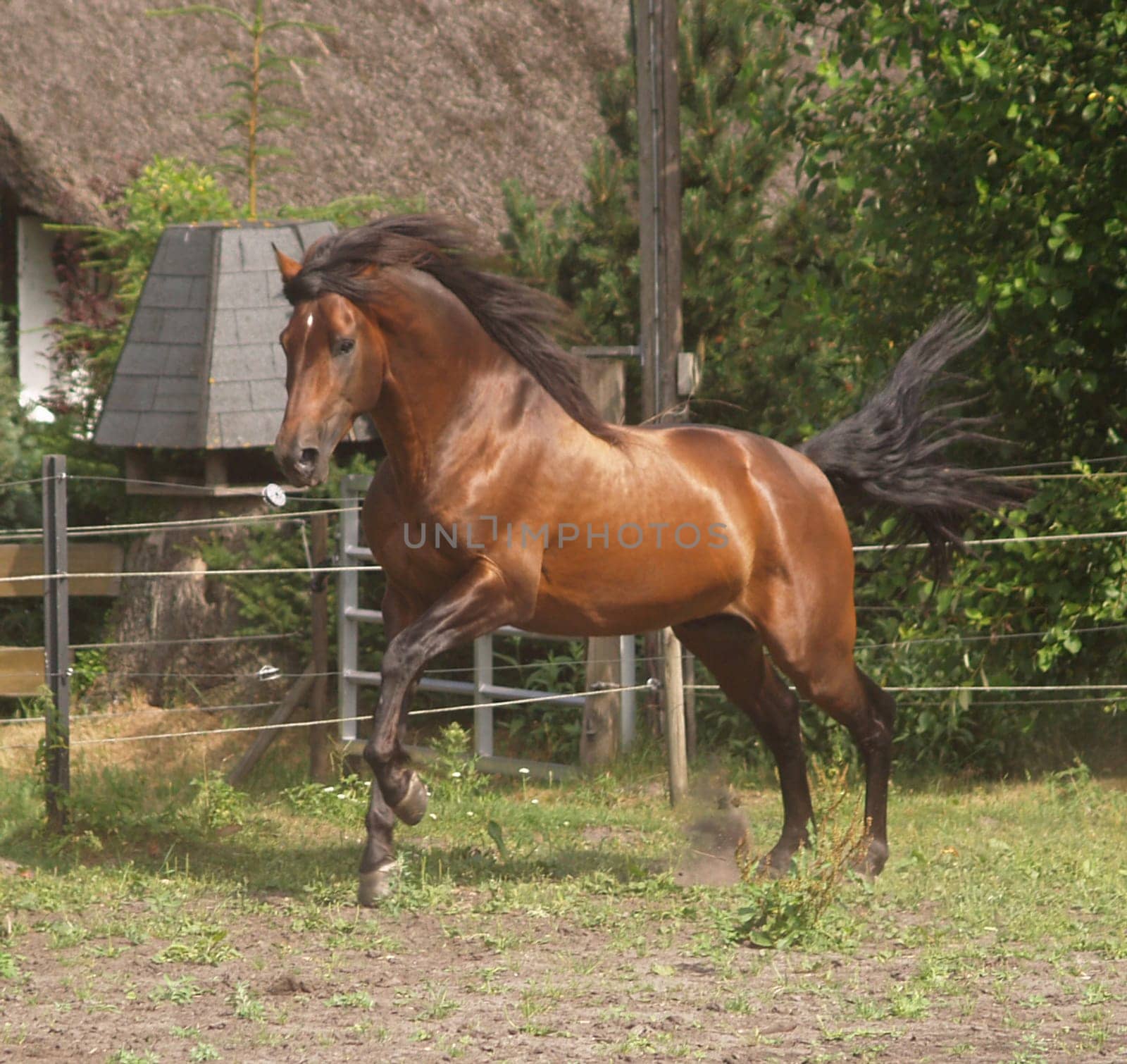 leap joy