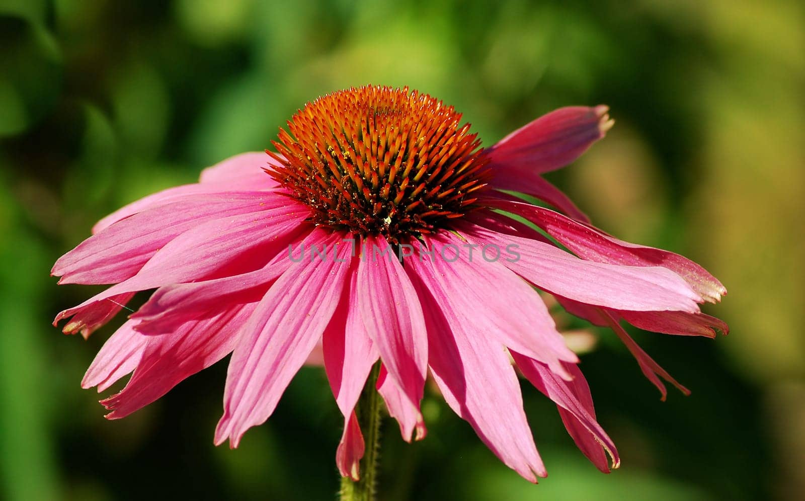 Red coneflower