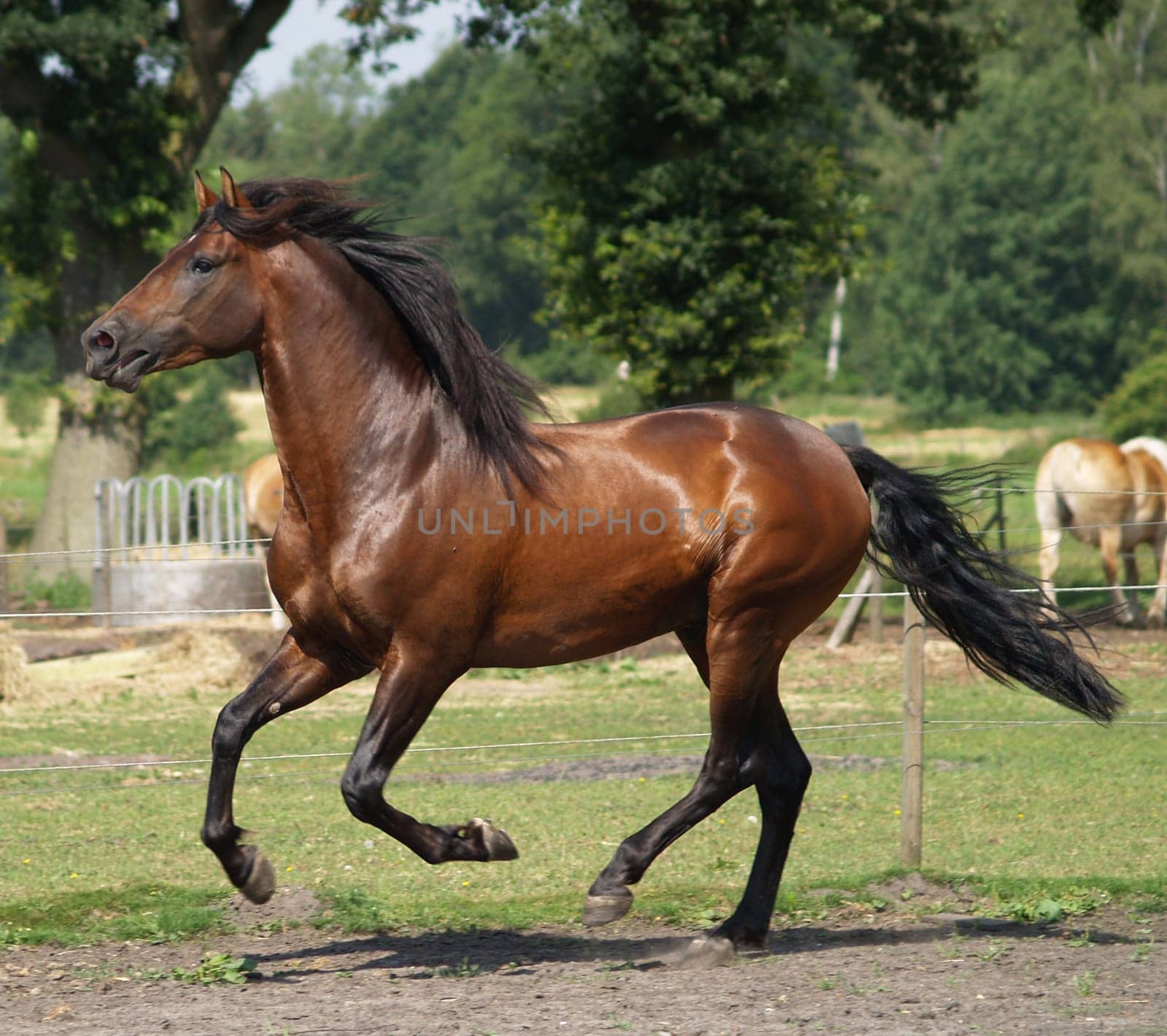 Gallop