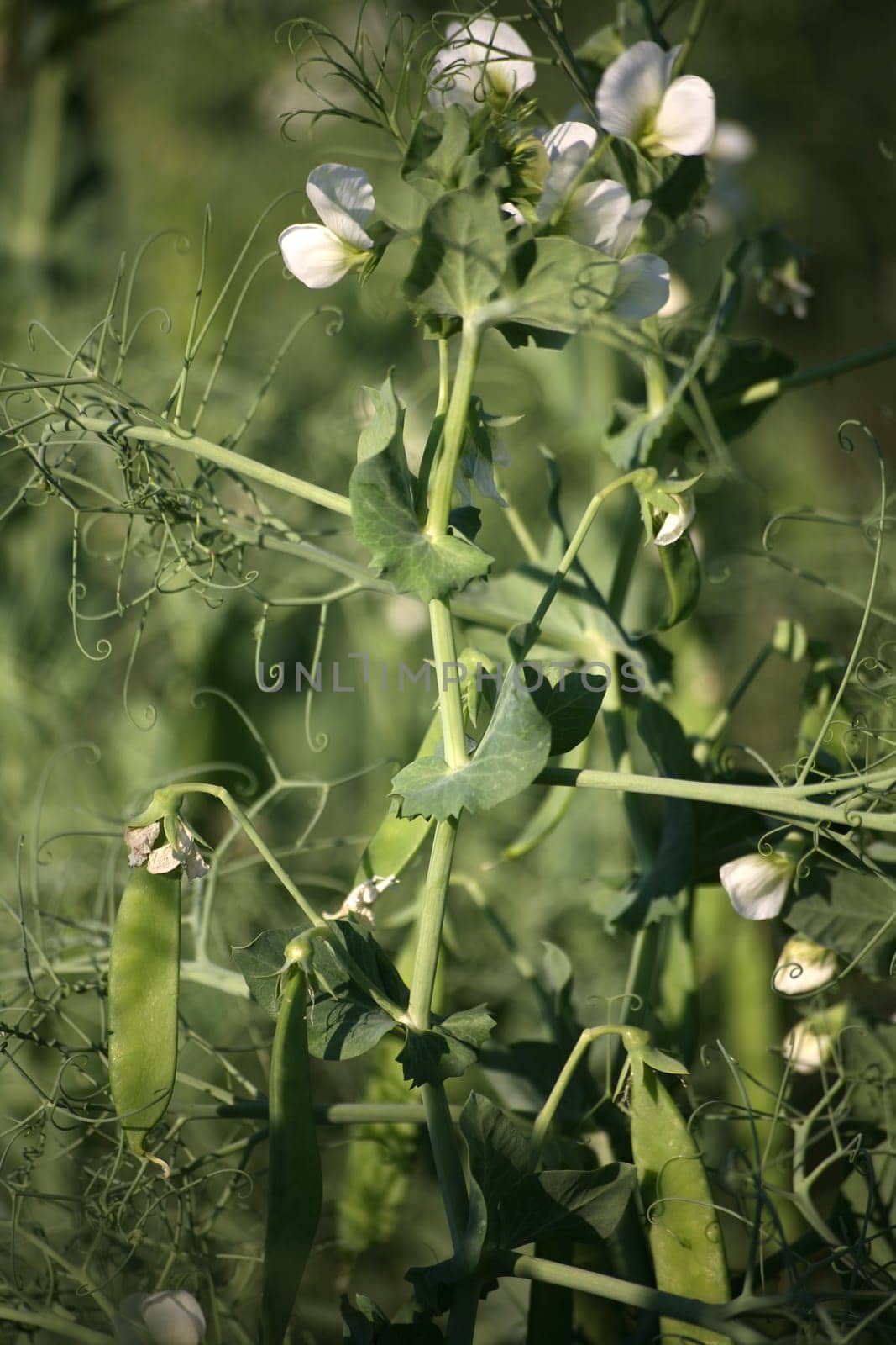 Field with vegetable peas