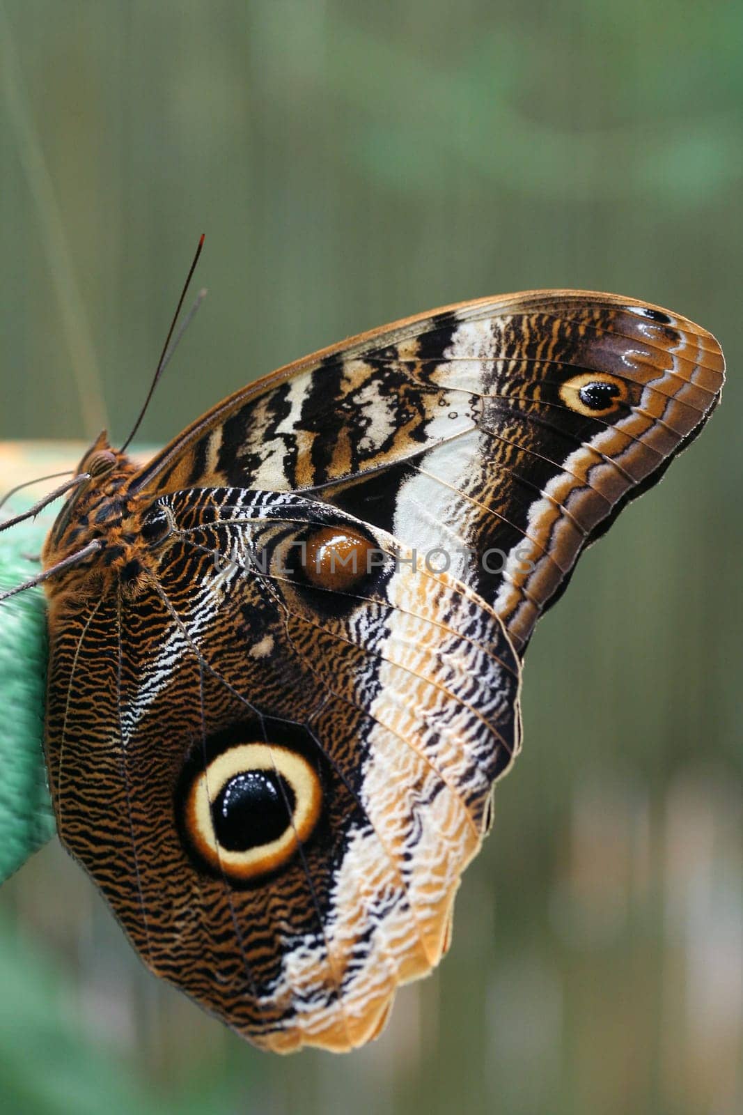 Banana butterfly