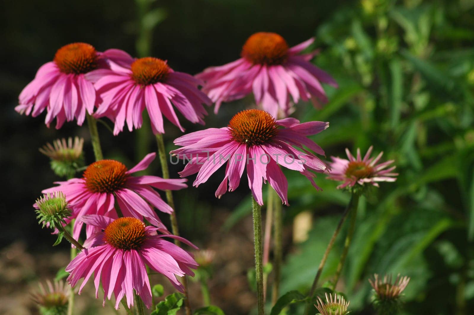 Echinacea