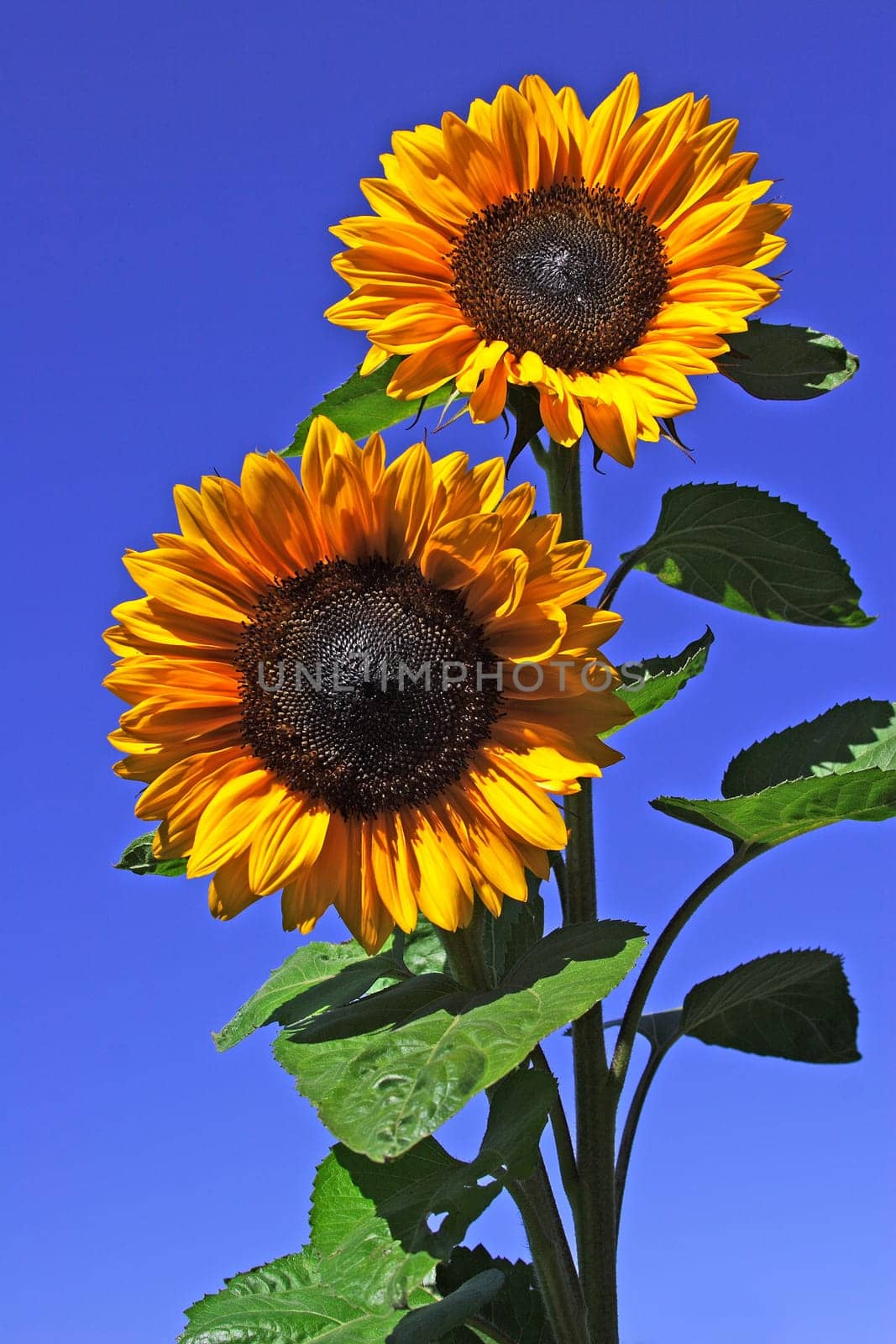 Sunflowers classic