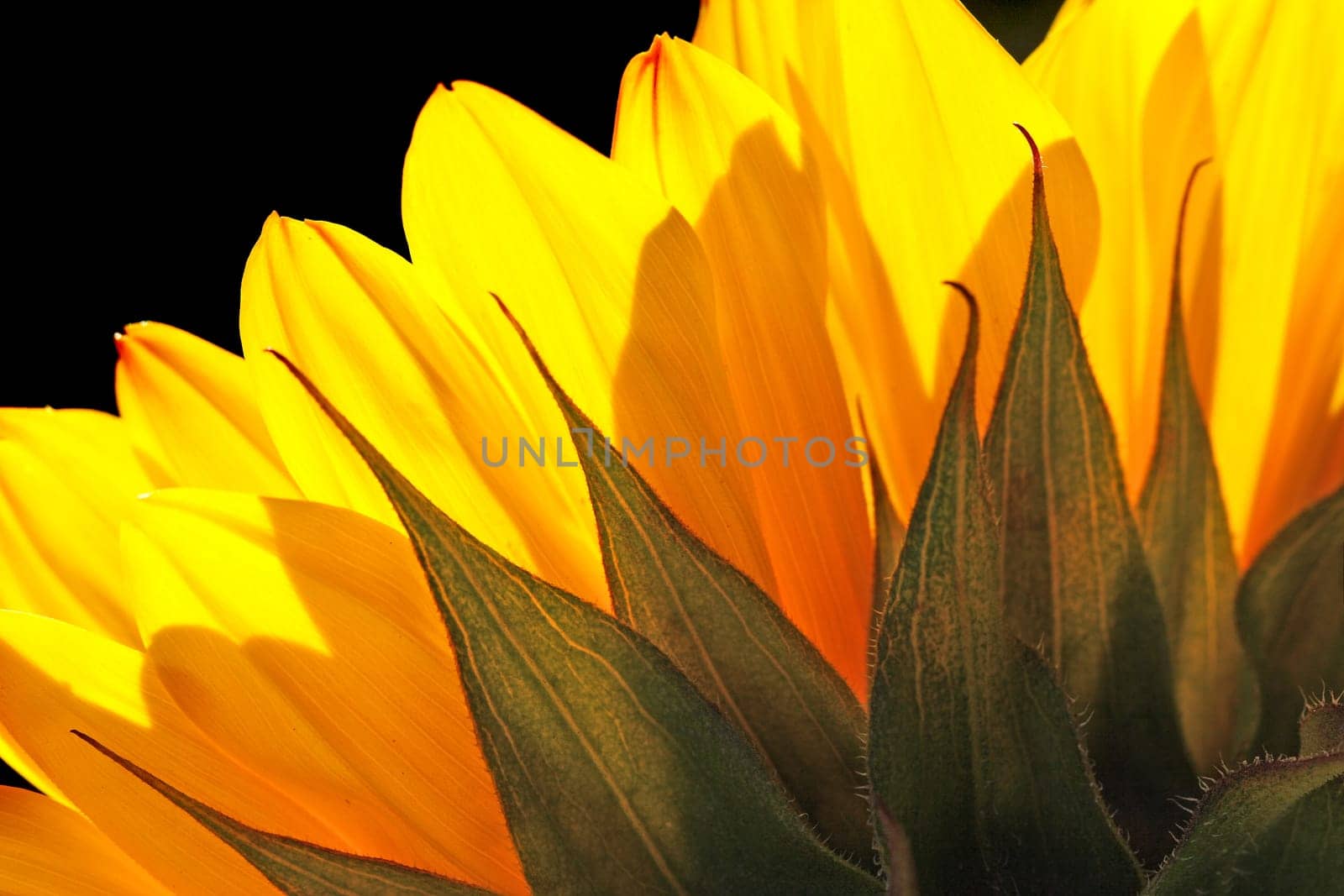Sunflower detail