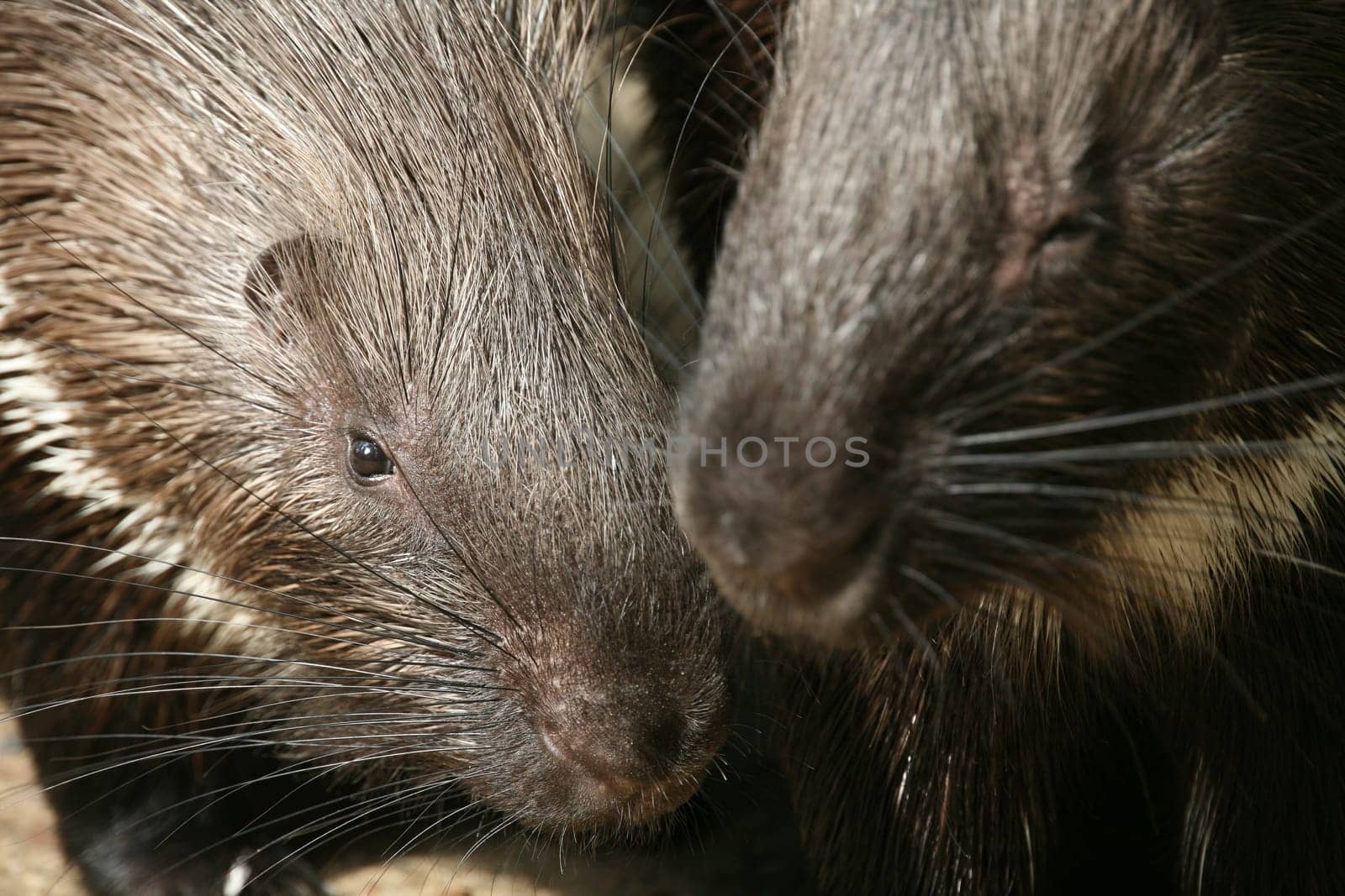Two common porcupines (Hystrix cristata)