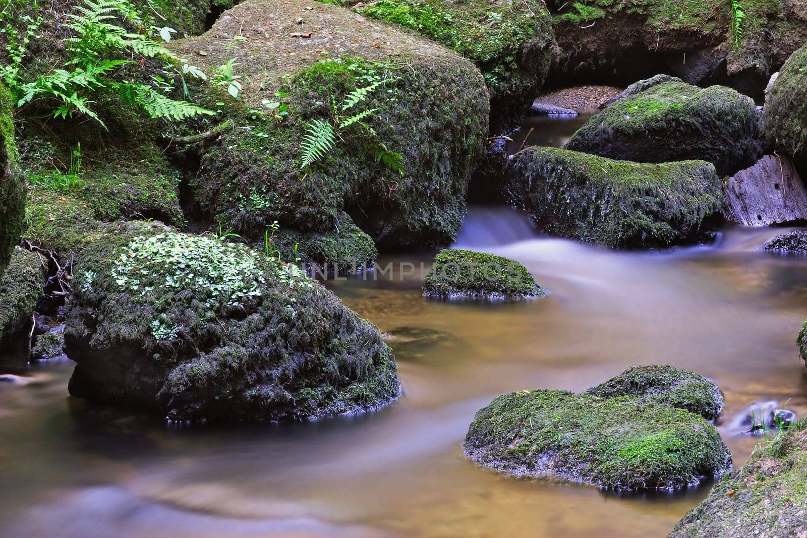a piece of primeval forest