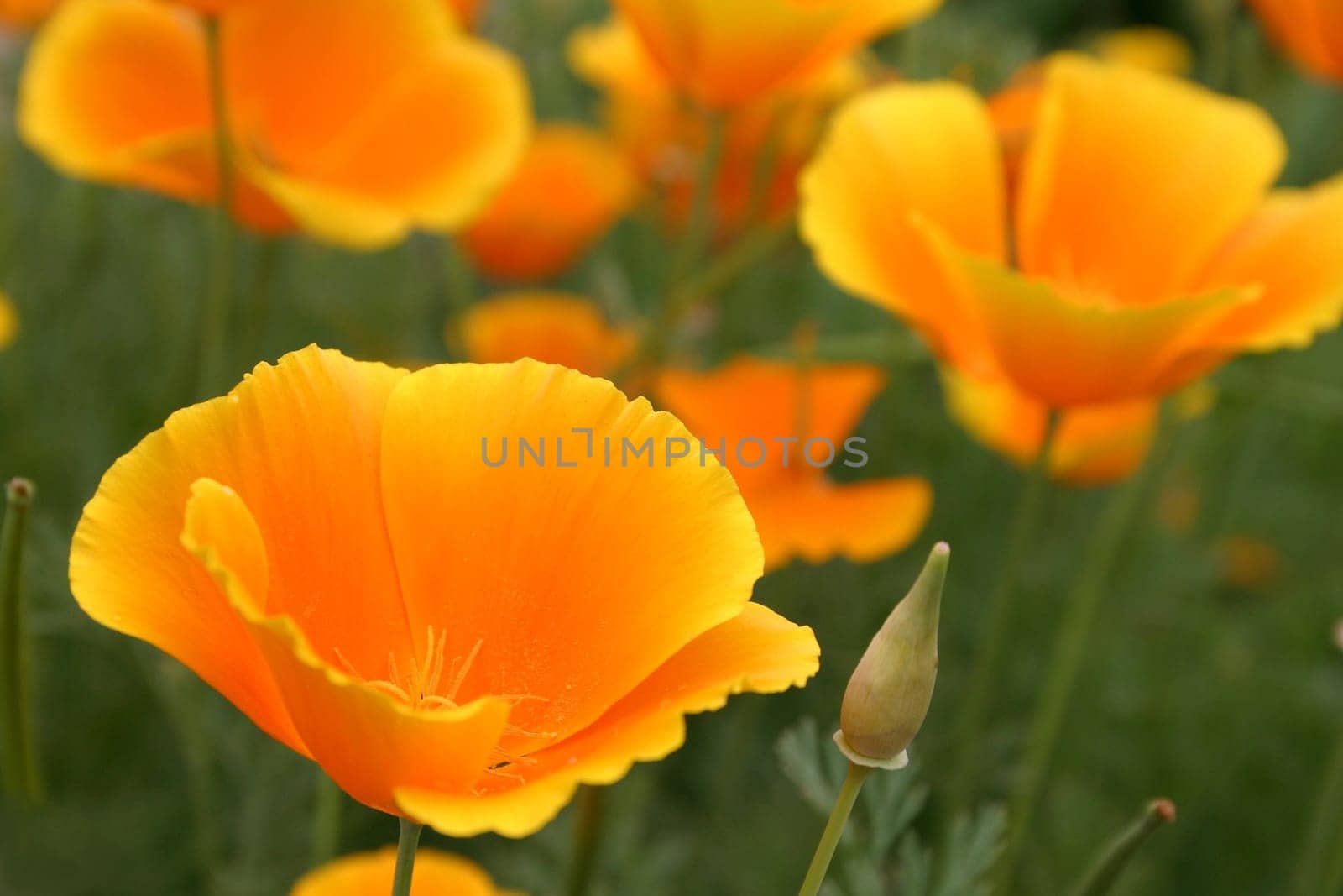 Golden poppy