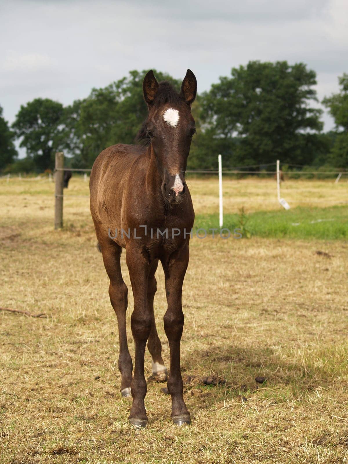 Foal